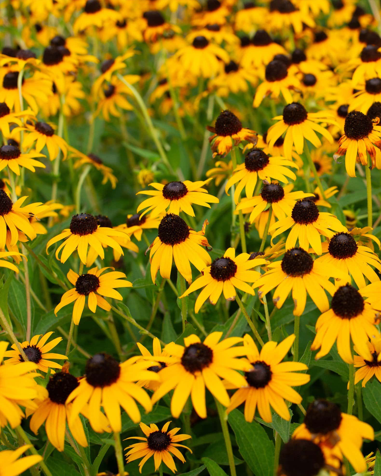 Black-eyed Susan Rudbeckia - Image 2
