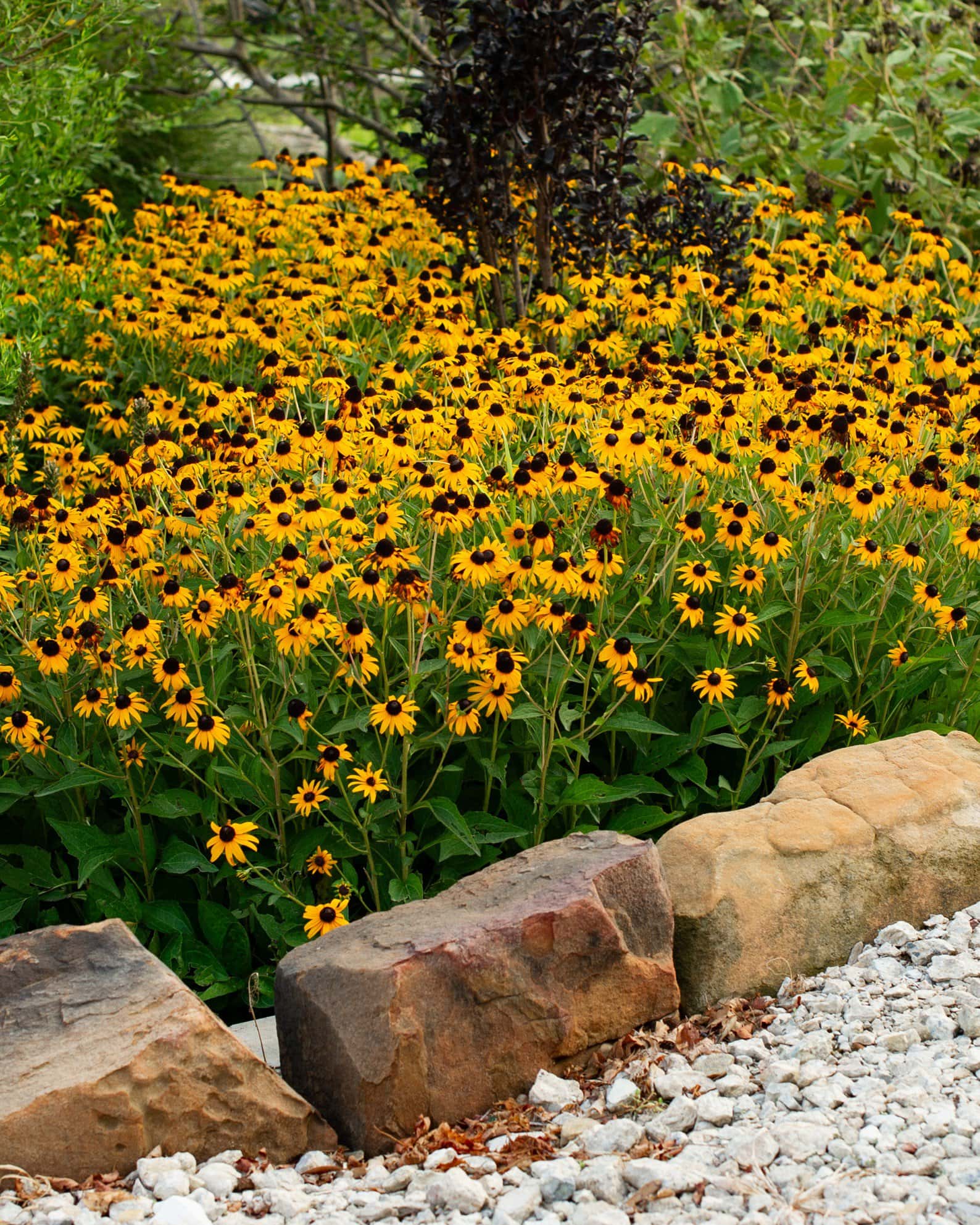 Black-eyed Susan Rudbeckia - Image 4
