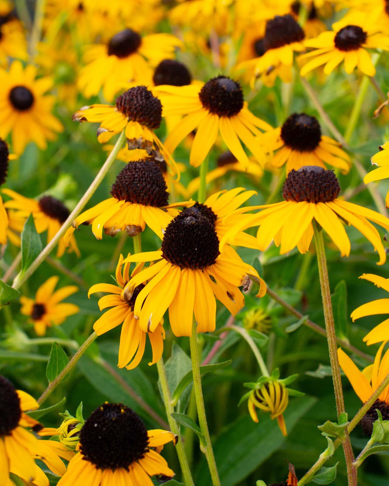 Black-eyed Susan Rudbeckia - Image 5