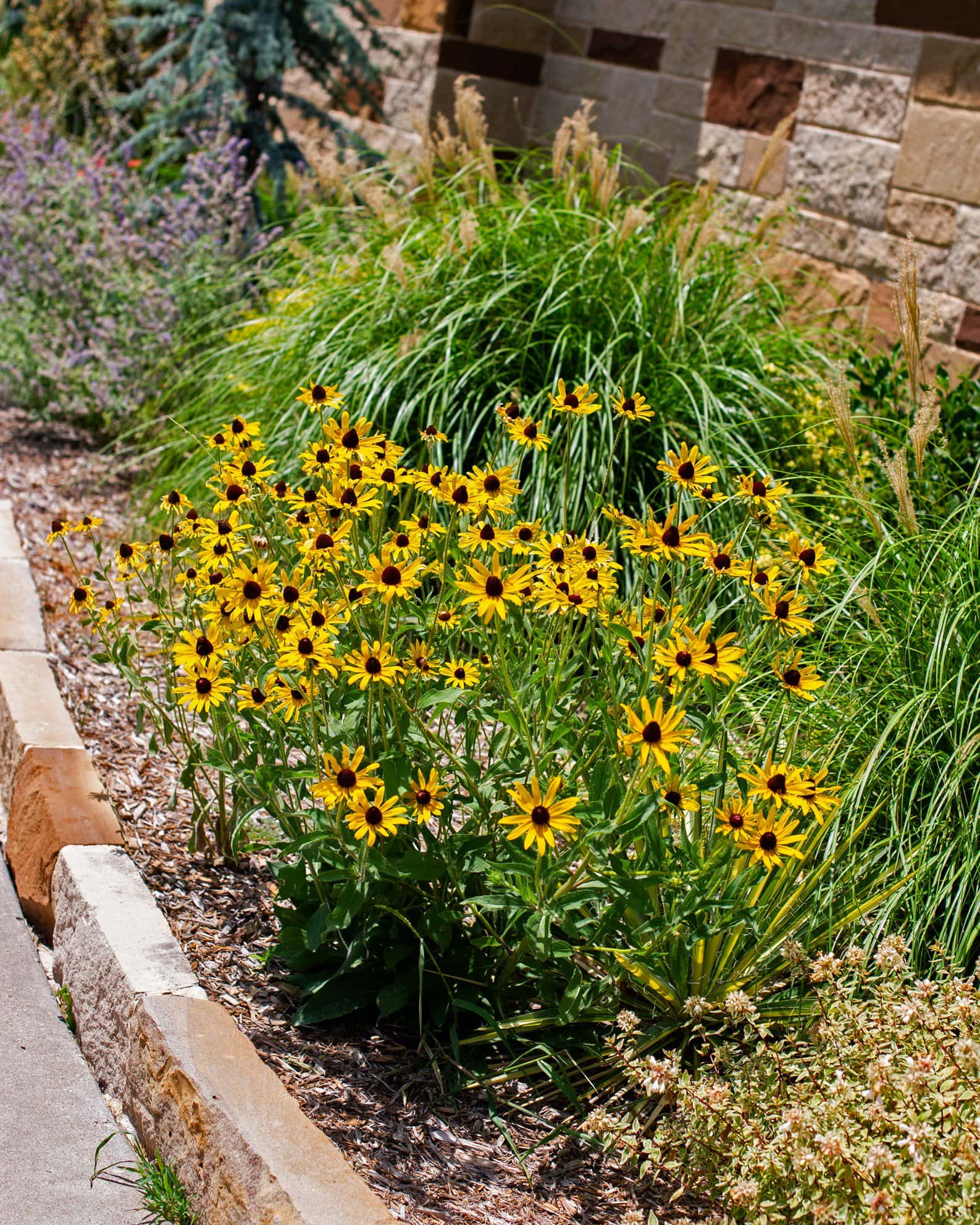 Black-eyed Susan Rudbeckia - Image 6