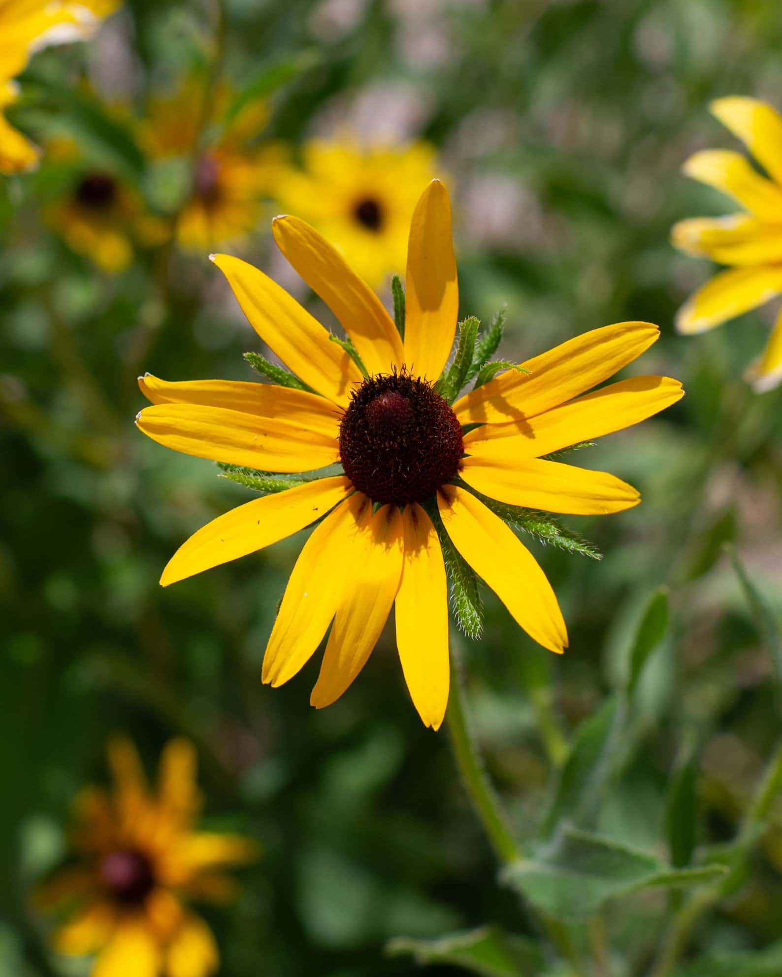 Black-eyed Susan Rudbeckia - Image 7