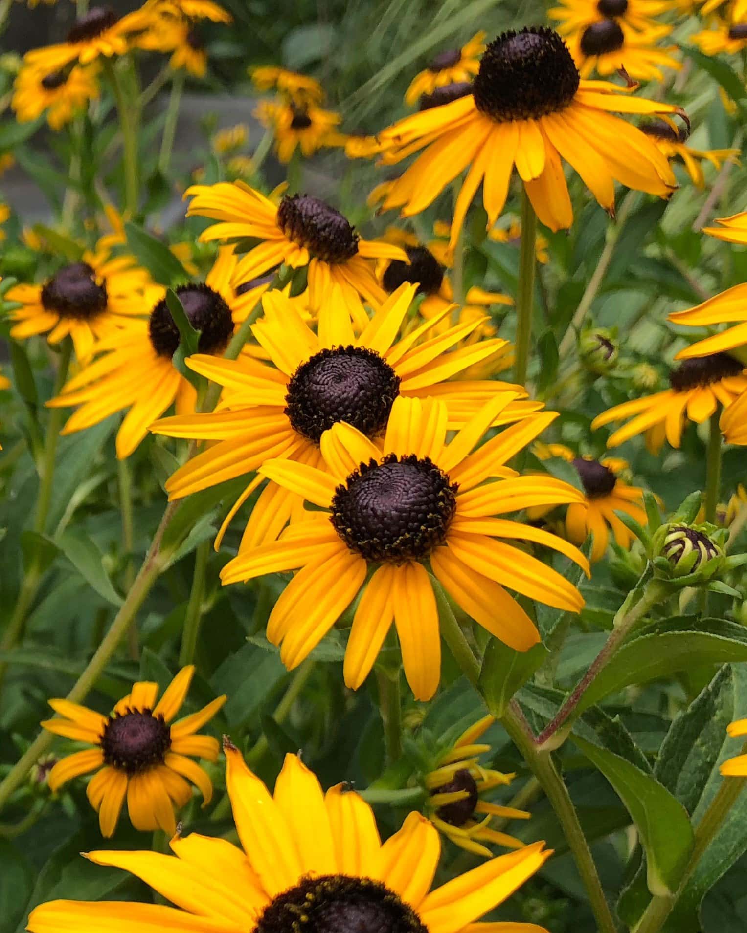 Black-eyed Susan Rudbeckia Goldsturm - Main Image