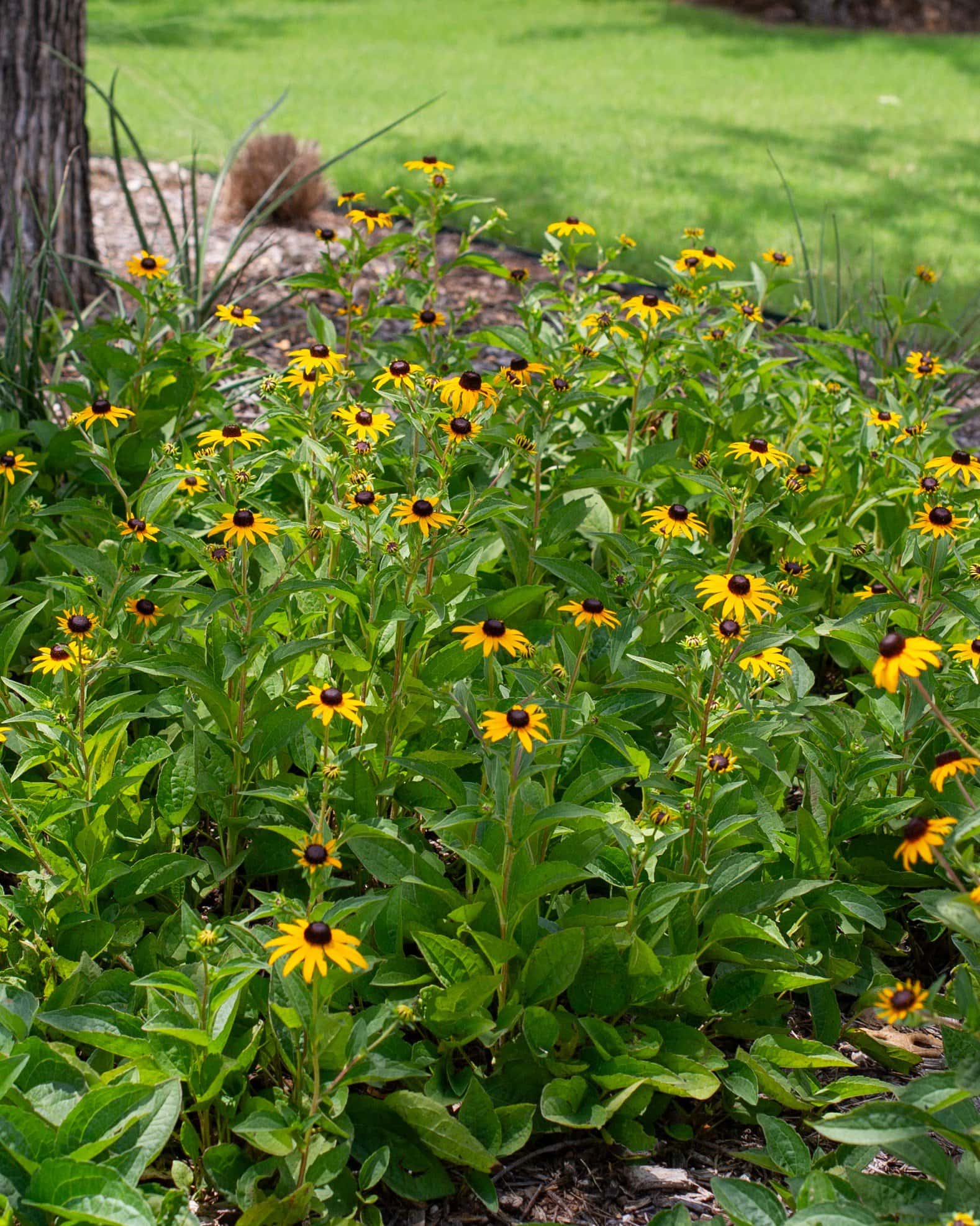 Black-eyed Susan Rudbeckia Goldsturm - Image 4