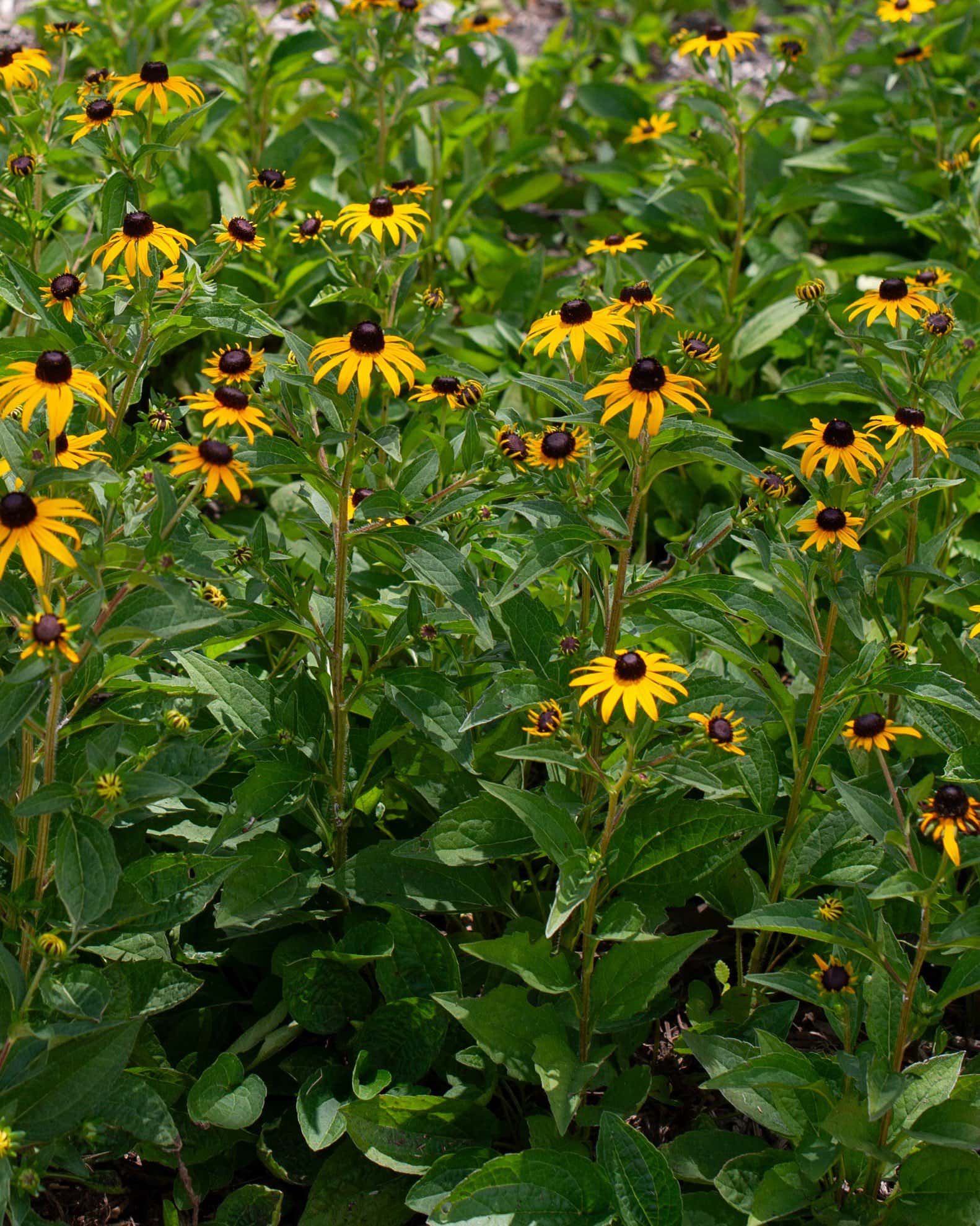 Black-eyed Susan Rudbeckia Goldsturm - Image 6