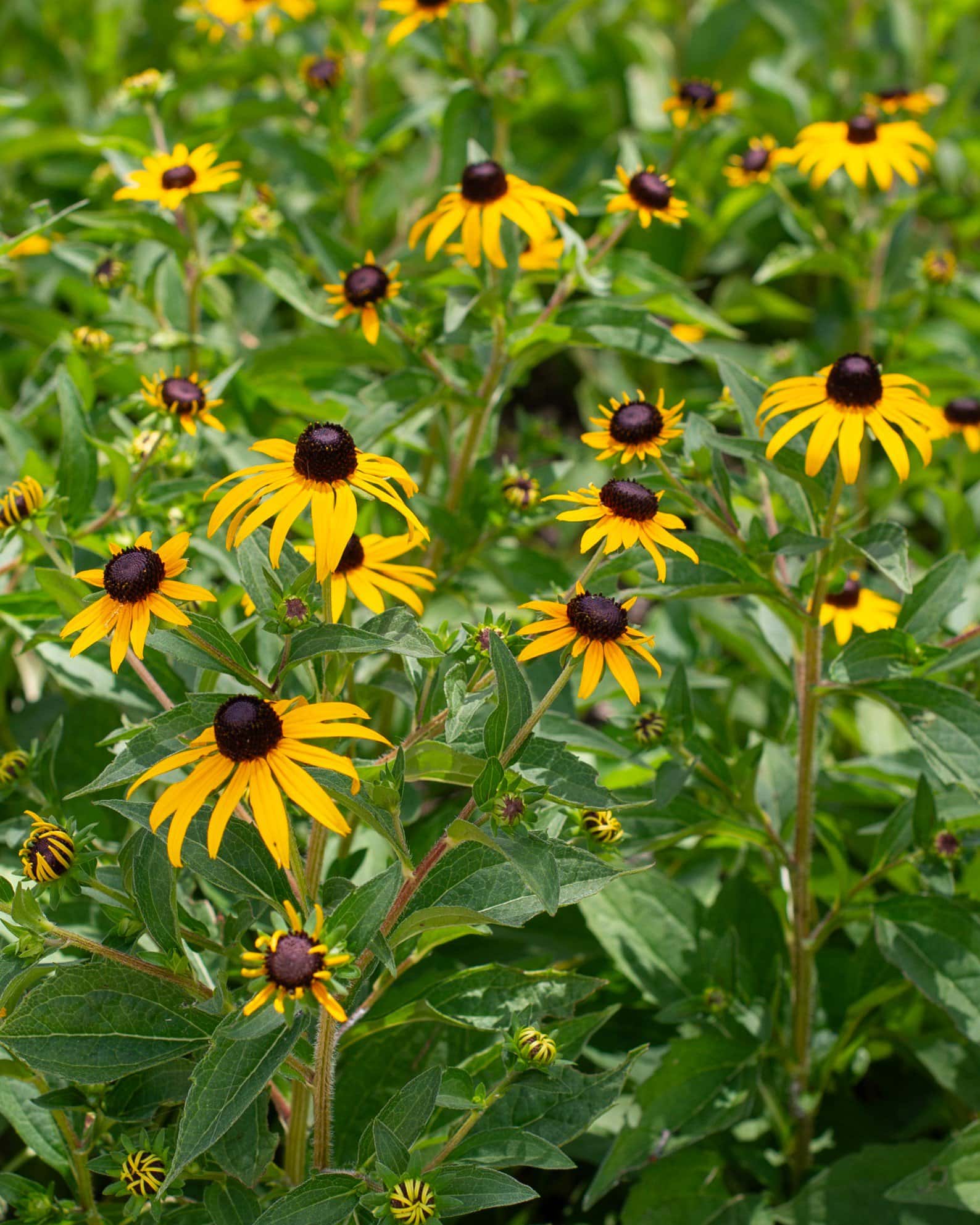 Black-eyed Susan Rudbeckia Goldsturm - Image 7