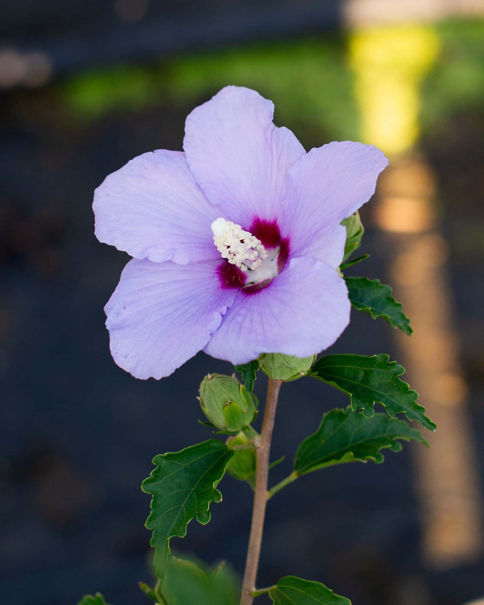 Blue Angel Althea - Image 4