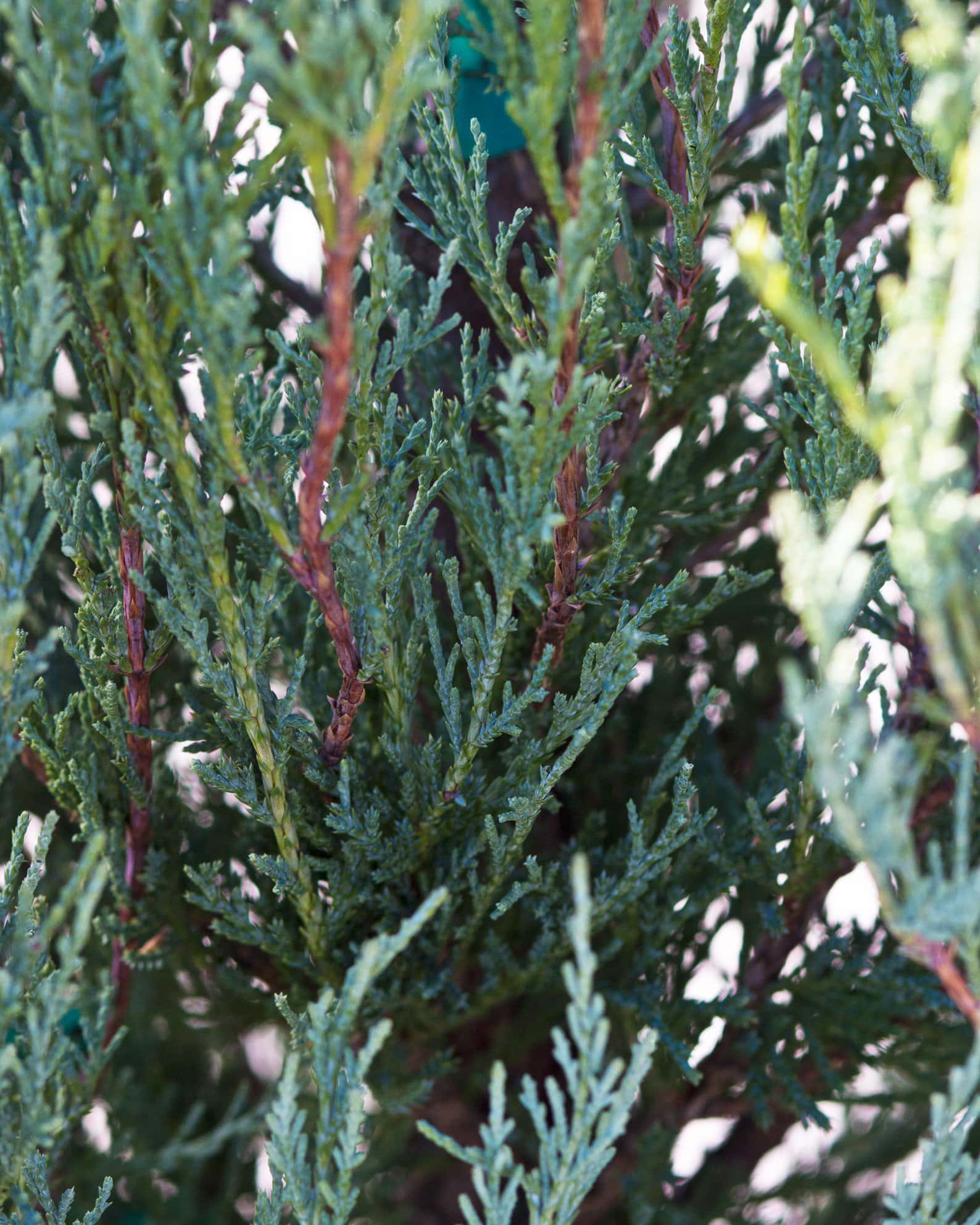 Blue Arrow Juniper - Image 7