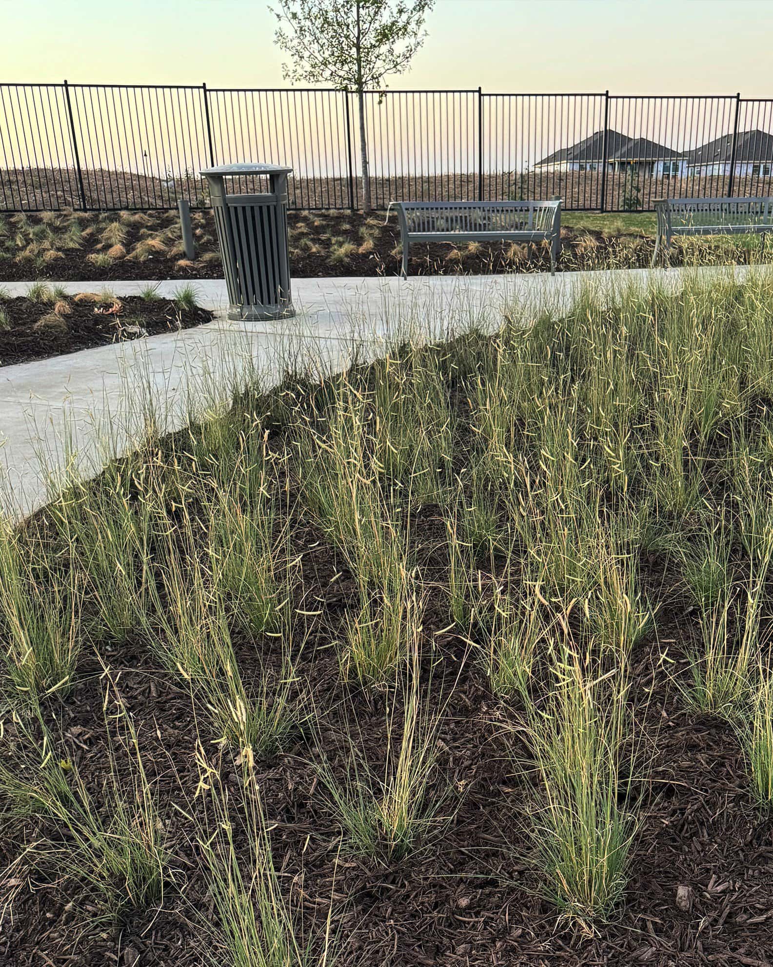 Blue Grama - Image 4