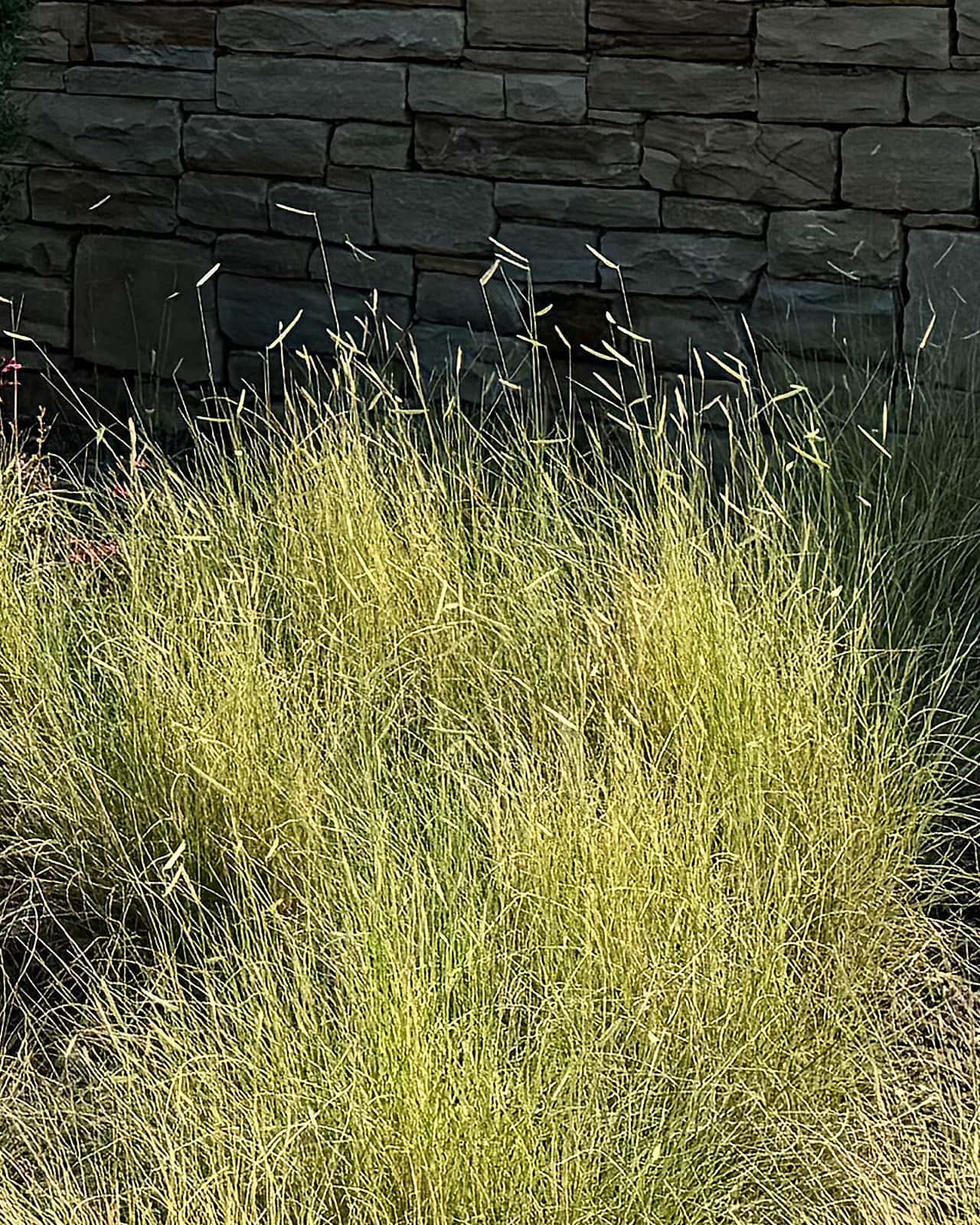 Blue Grama - Image 5