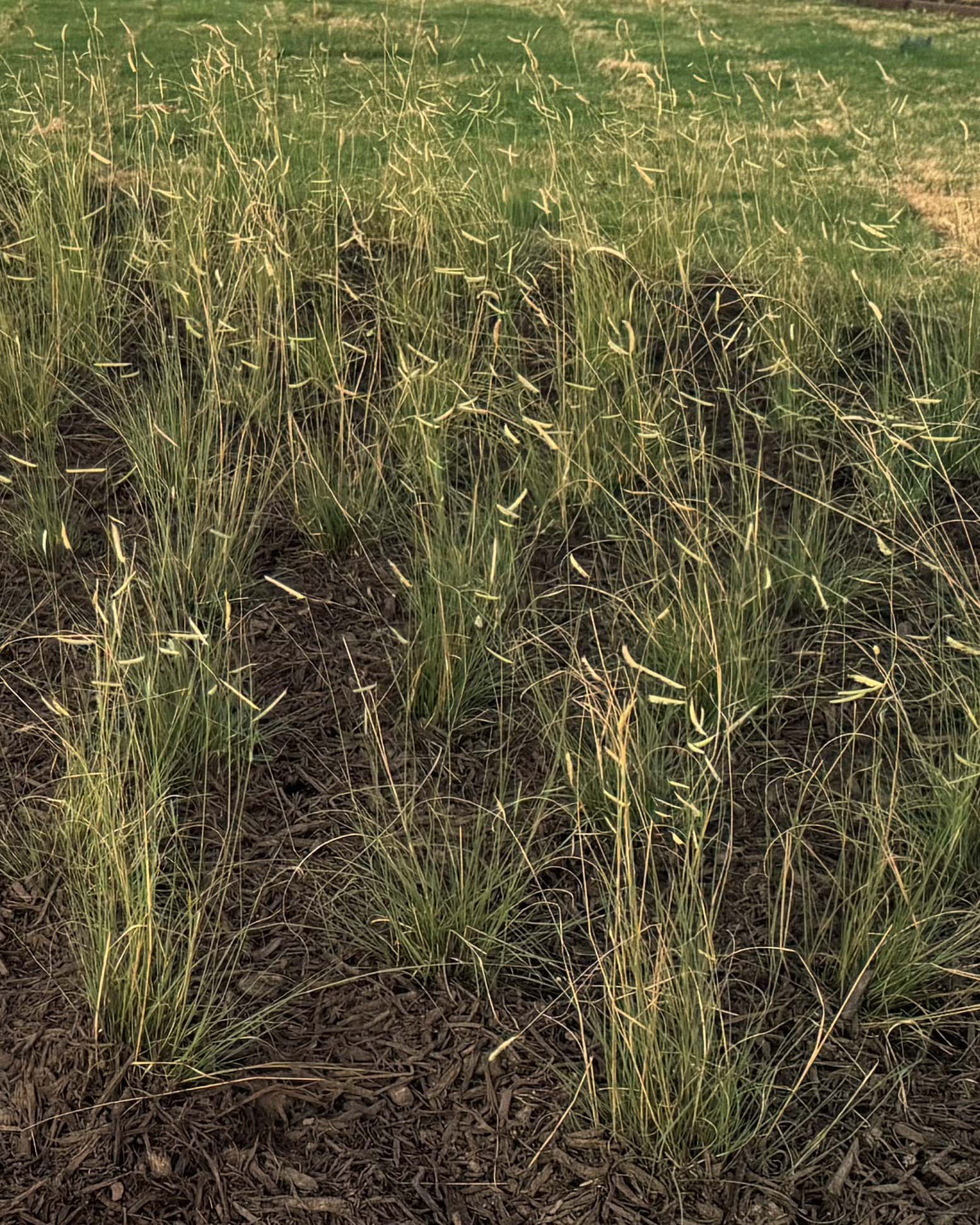 Blue Grama - Main Image