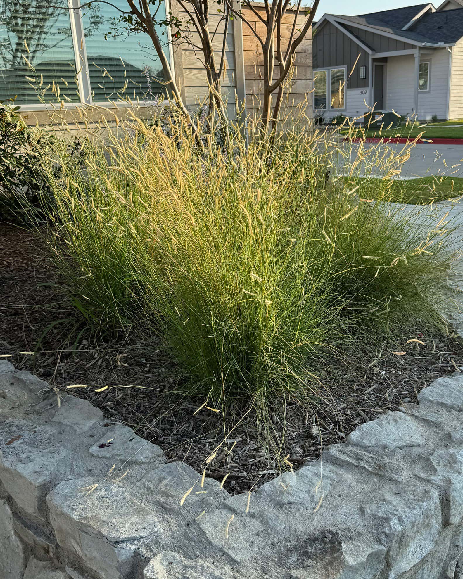 Blue Grama Blonde Ambition - Image 4