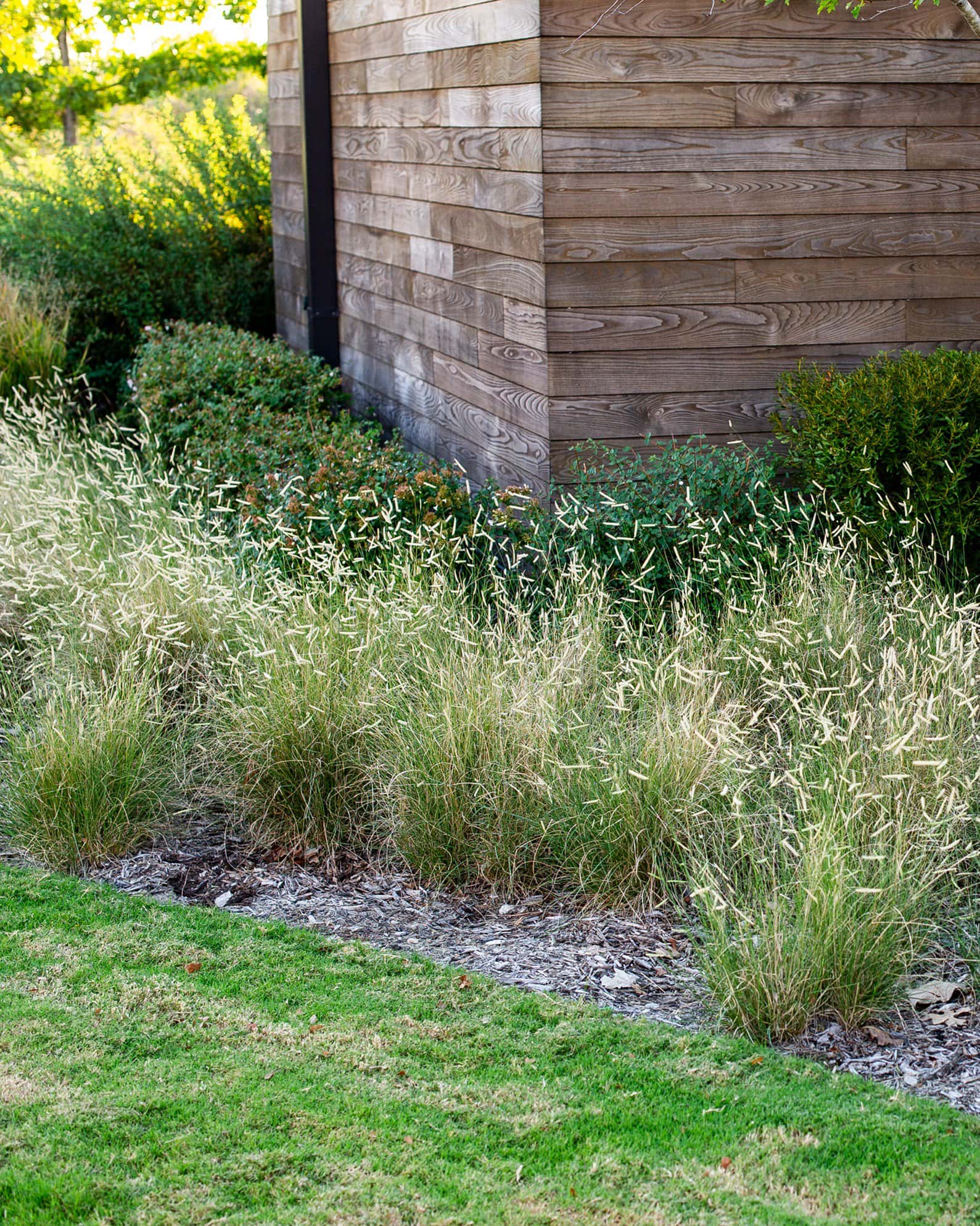 Blue Grama Blonde Ambition - Image 6