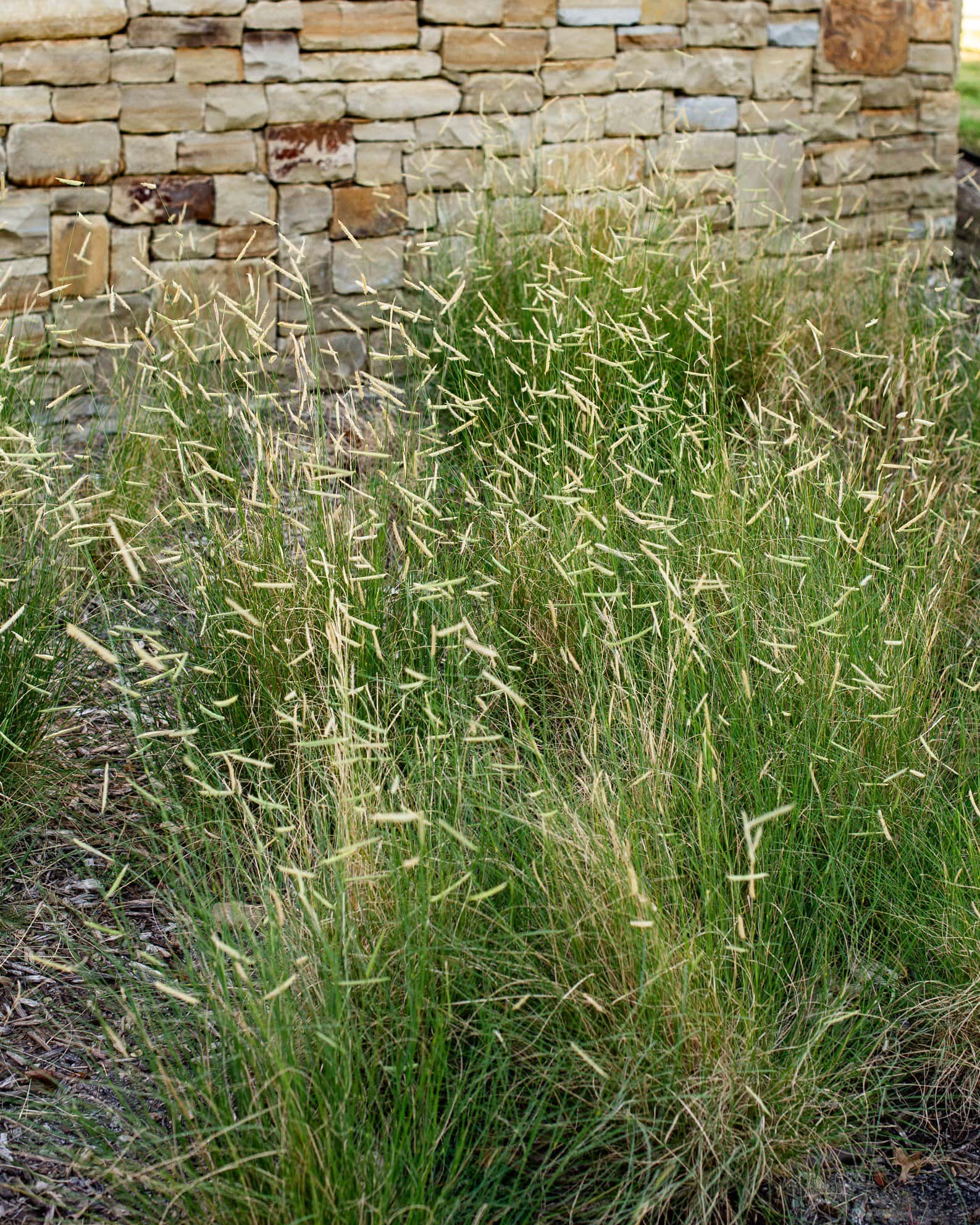 Blue Grama Blonde Ambition - Image 7