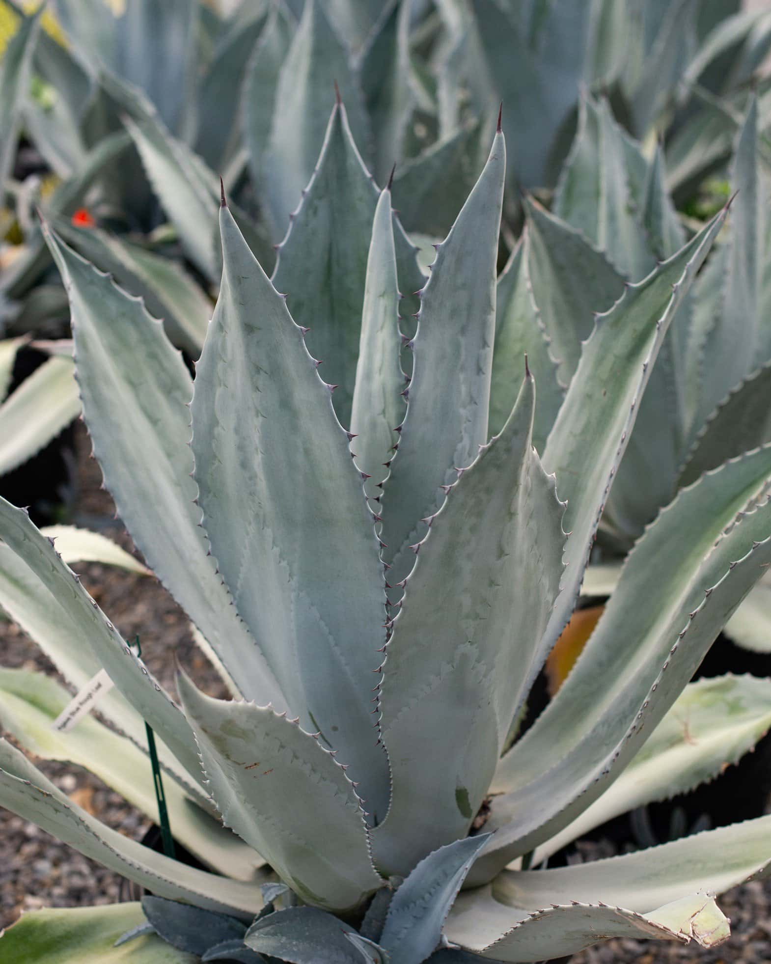 Blue Rough Leaf Agave - Main Image