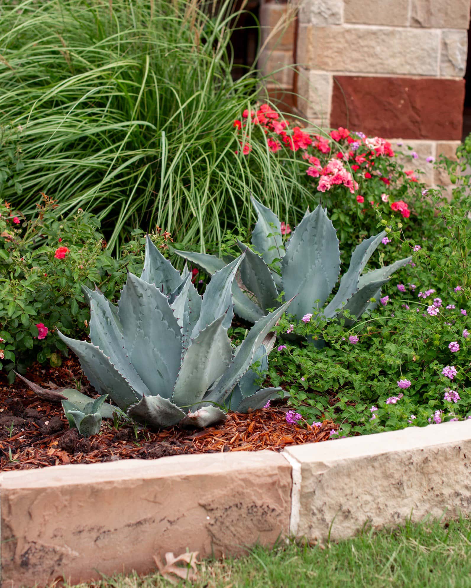 Blue Rough Leaf Agave - Image 4