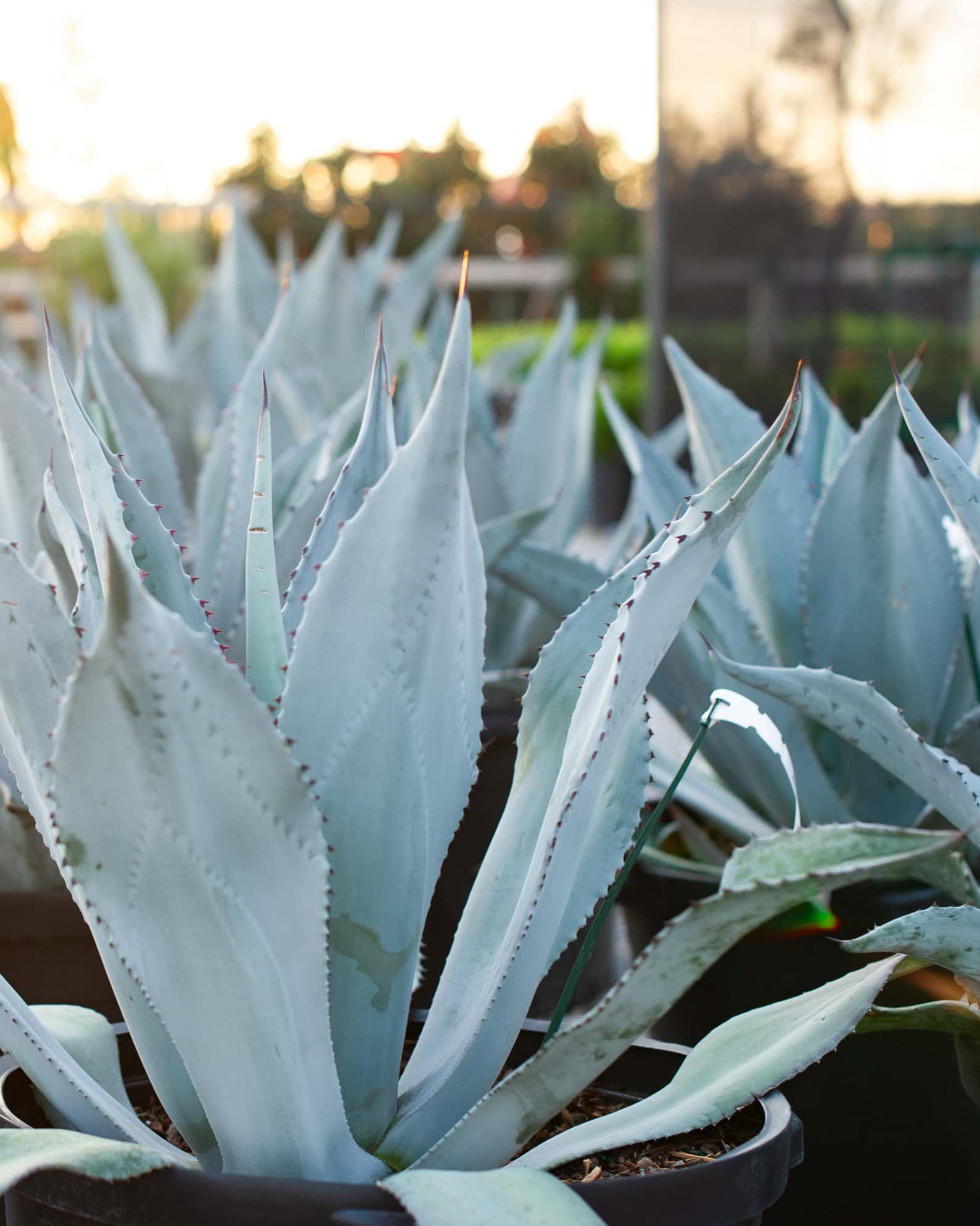 Blue Rough Leaf Agave - Image 7
