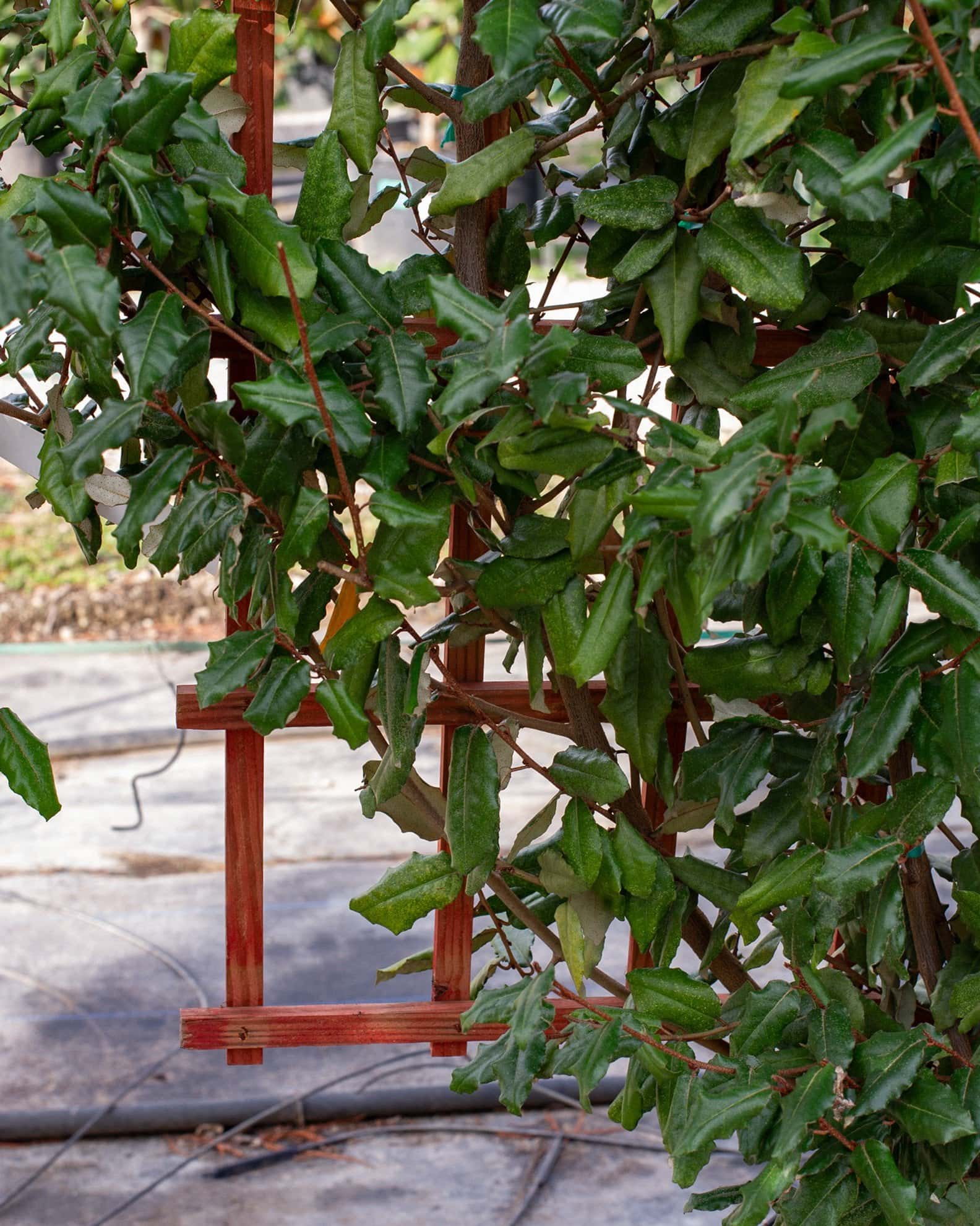 Elaeagnus Espalier - Image 3