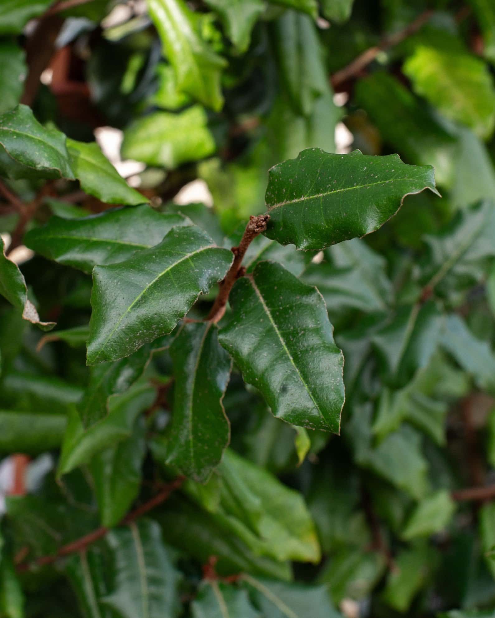 Elaeagnus Espalier - Image 5