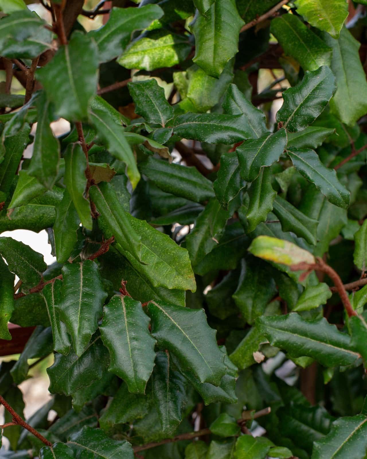 Elaeagnus Espalier - Image 6
