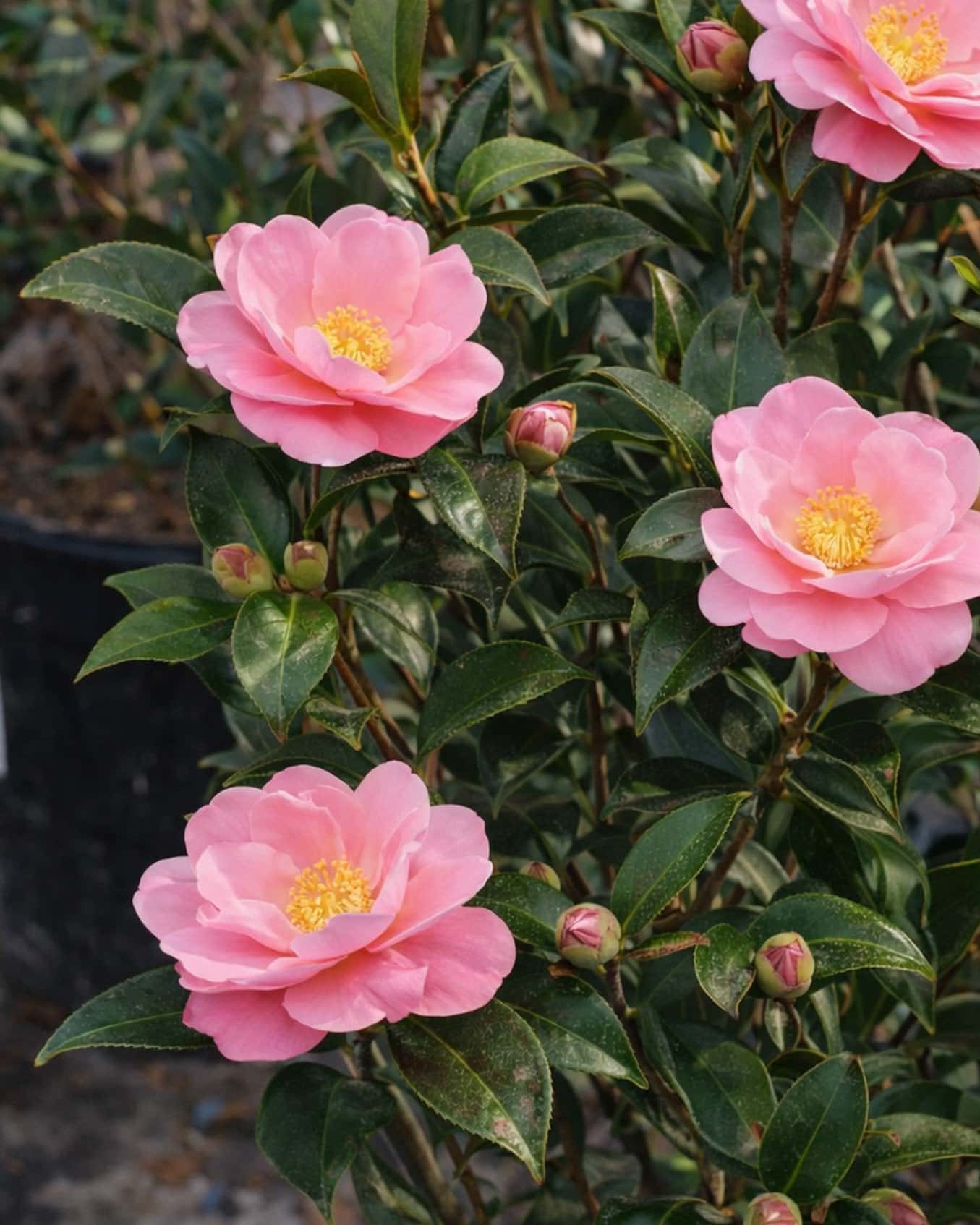 Taylor's Perfection Camellia - Image 1