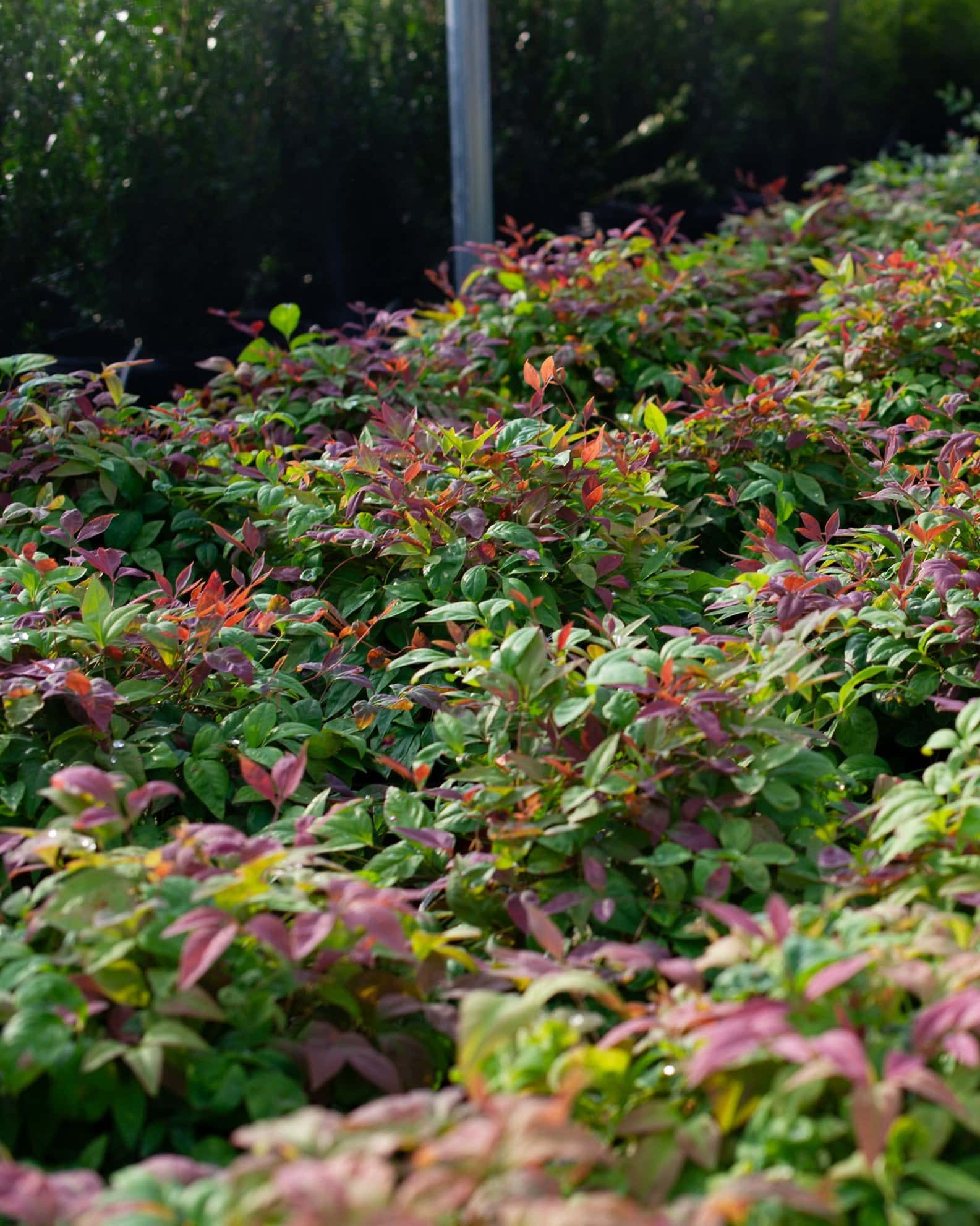 Blush Pink Nandina - Image 6