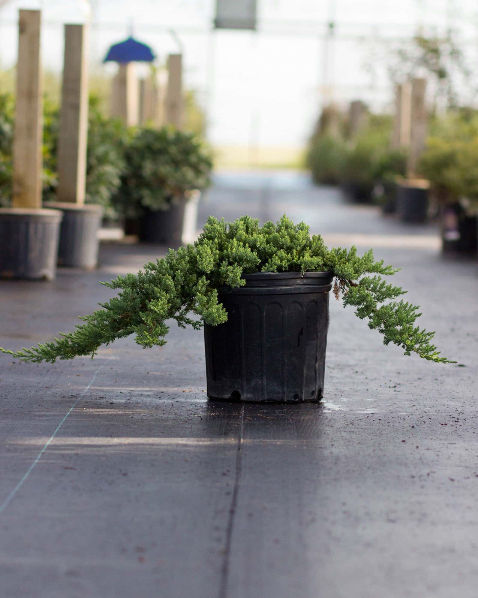 Blue Rug Juniper - Image 1