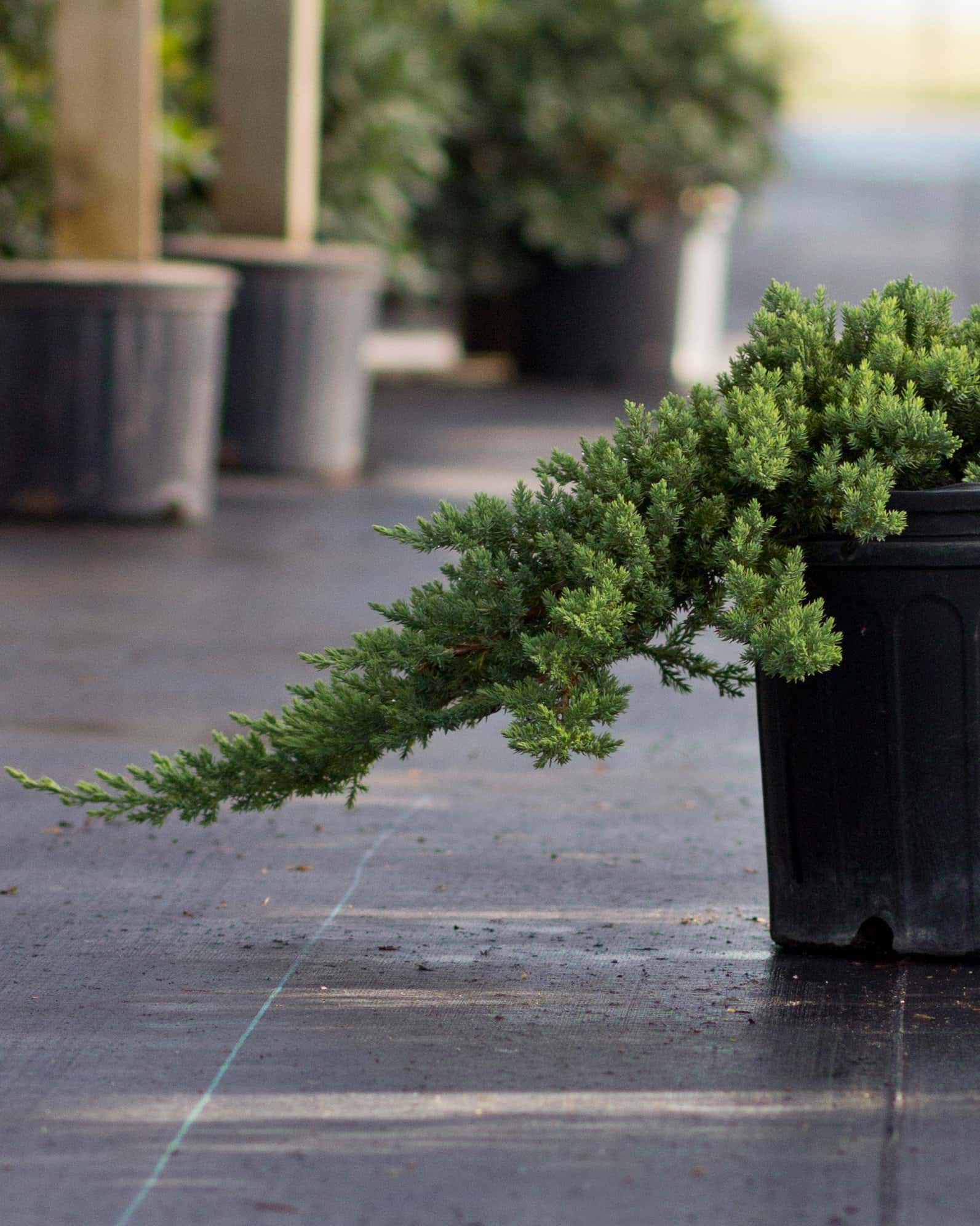 Blue Rug Juniper - Image 2