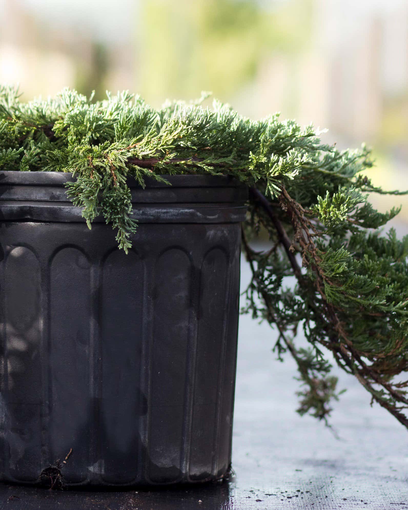 Blue Rug Juniper - Image 4