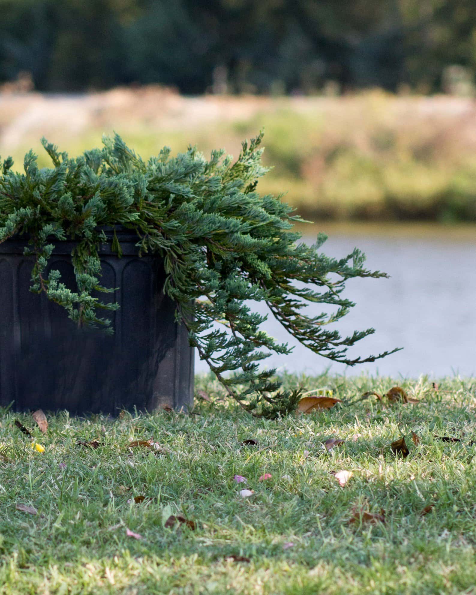 Blue Rug Juniper - Image 5