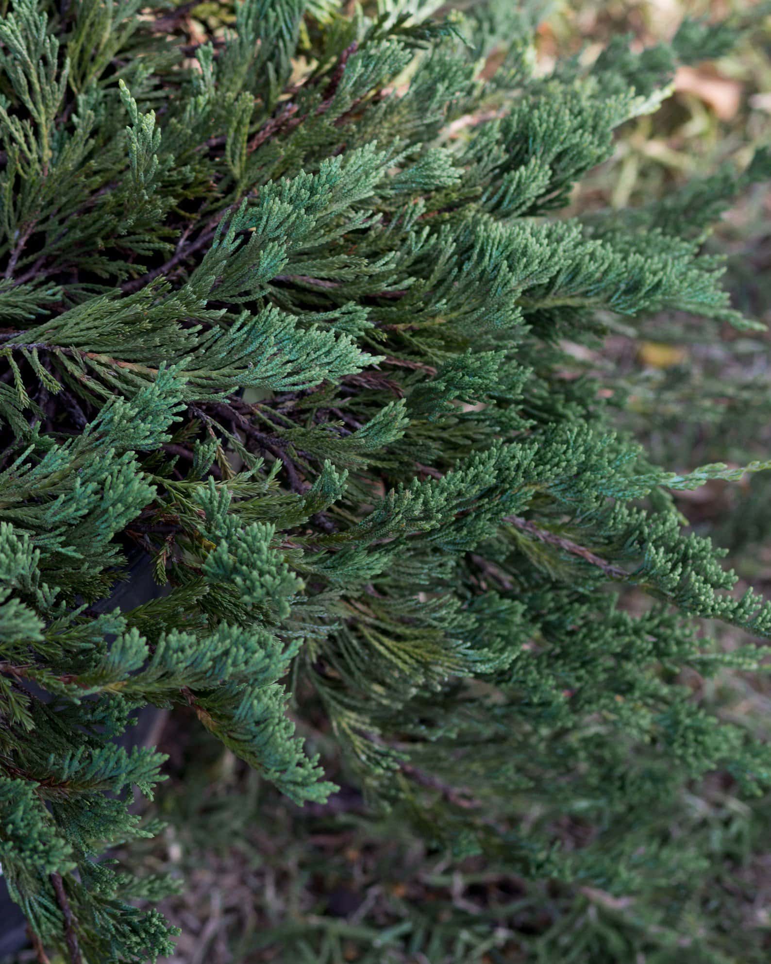 Blue Rug Juniper - Image 6