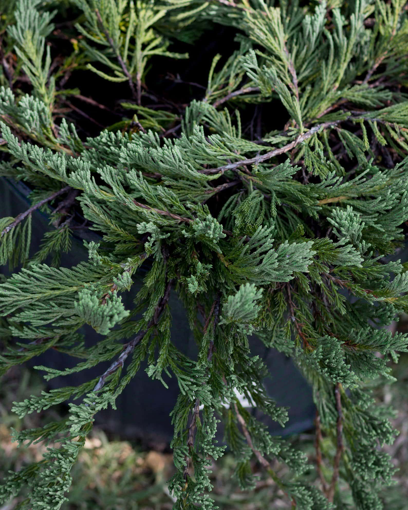 Blue Rug Juniper - Image 7