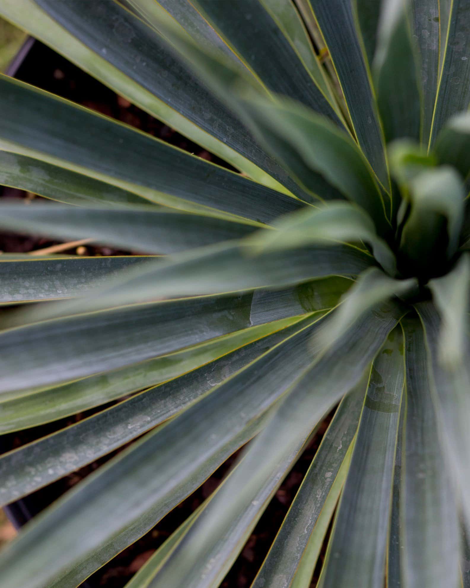 Blue Sentry Yucca - Image 5