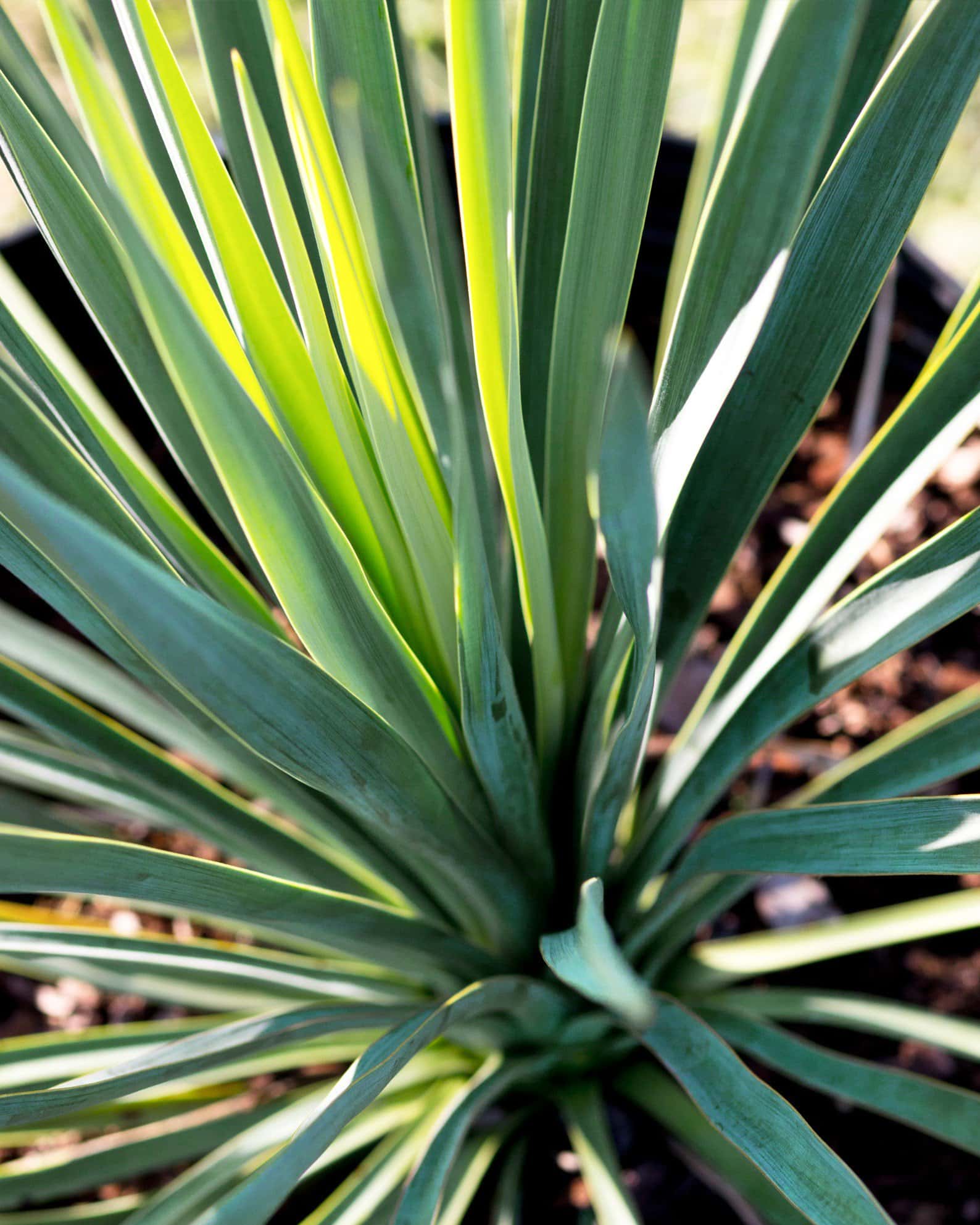 Blue Sentry Yucca - Image 6