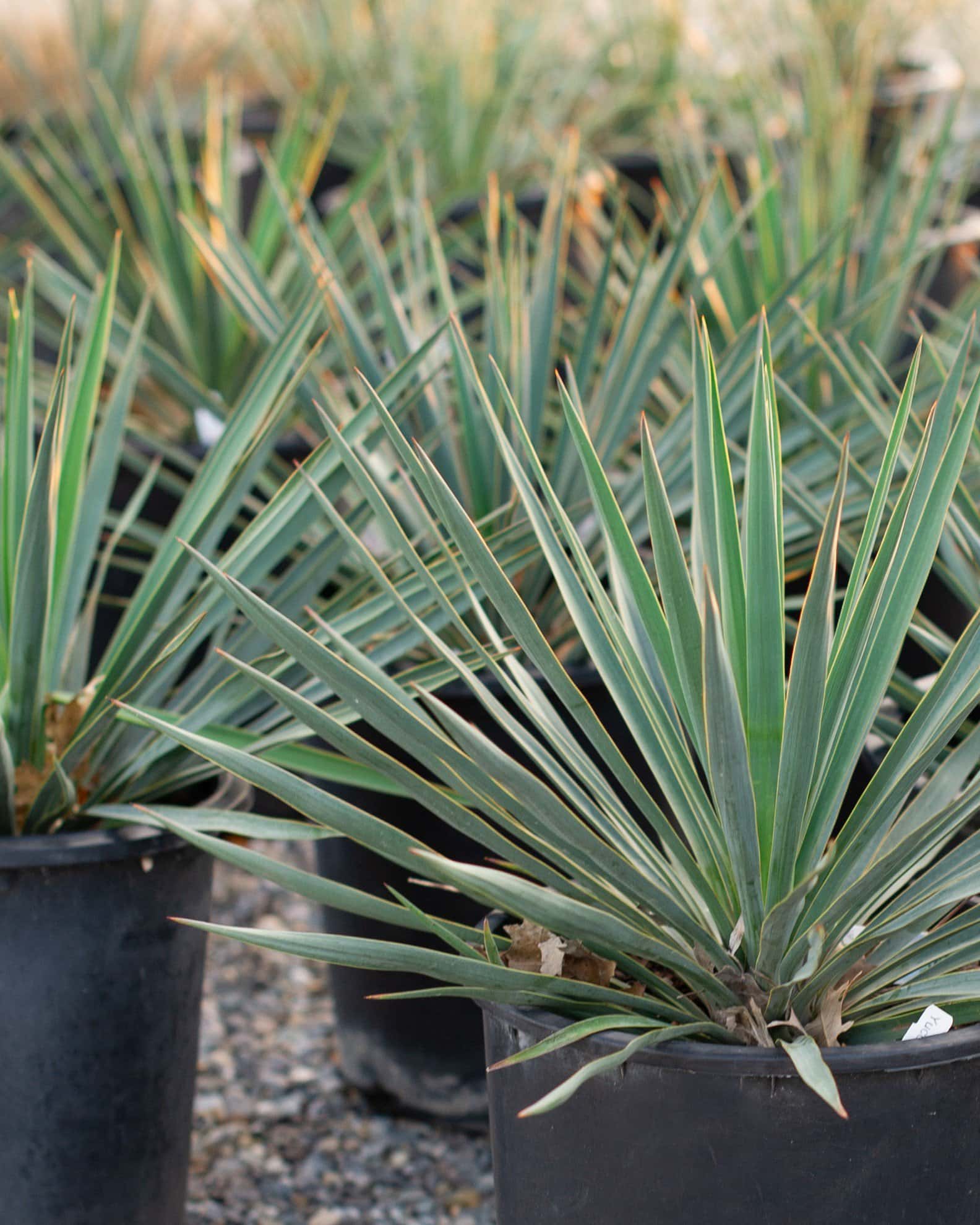 Blue Sentry Yucca - Image 7