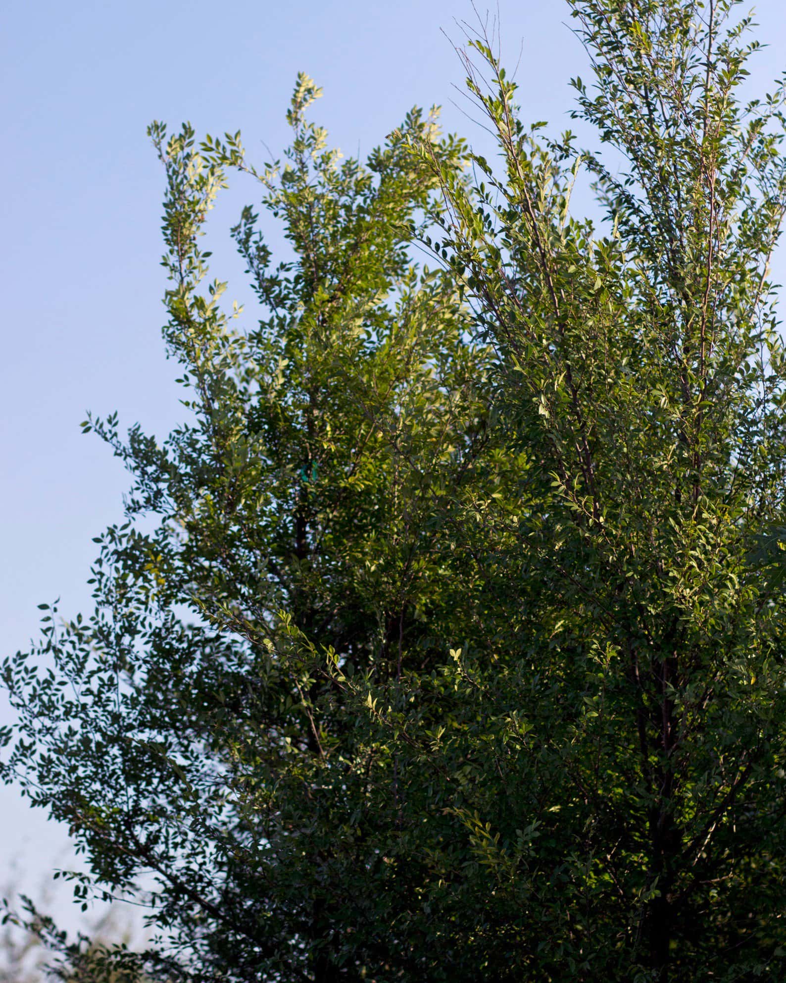 Bosque Elm - Image 5