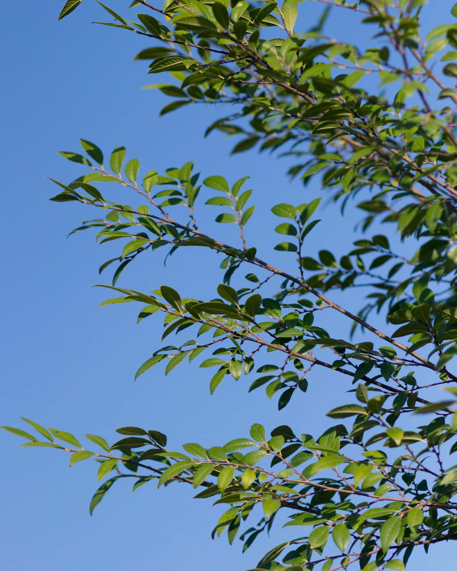 Bosque Elm - Image 6