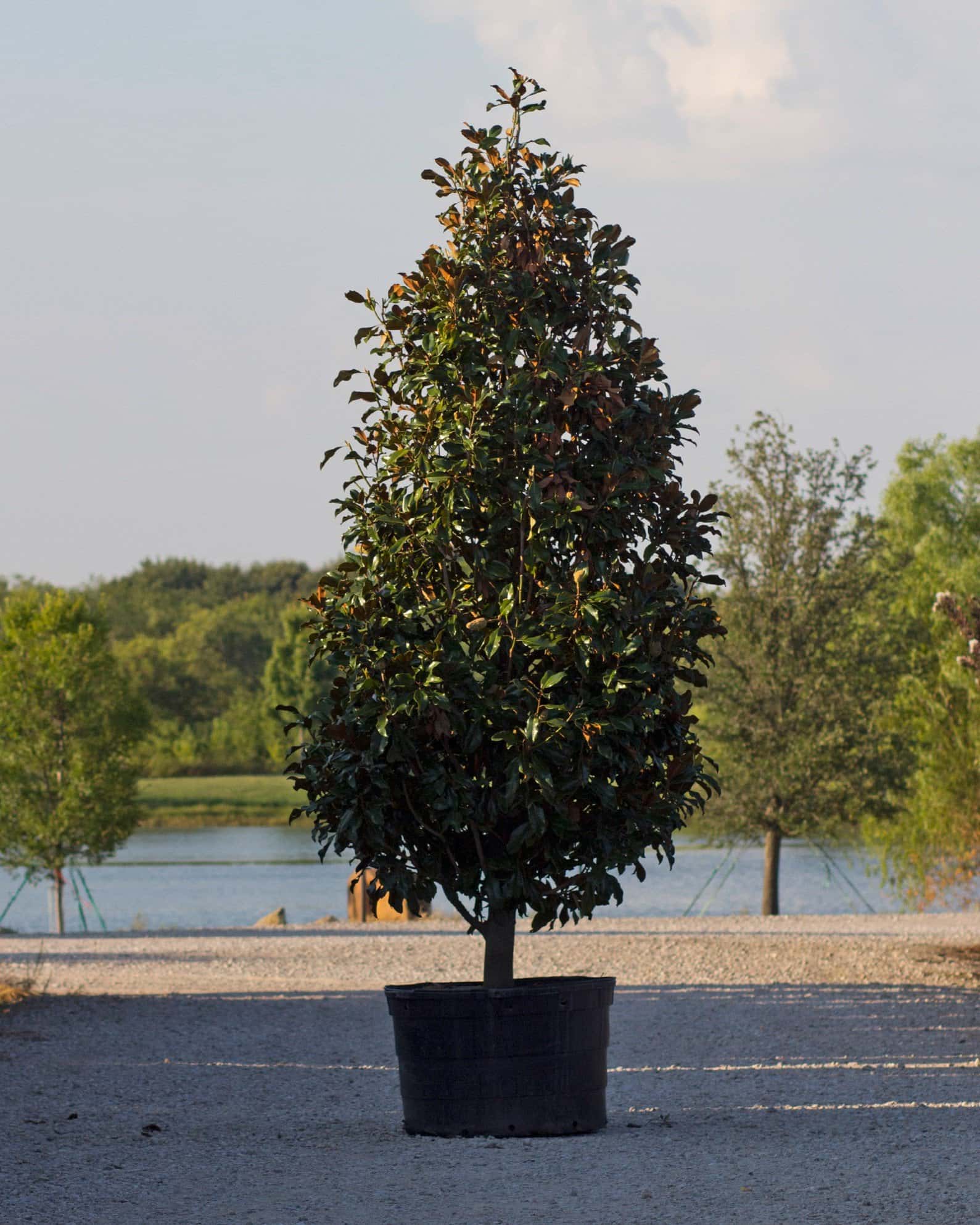 Bracken Brown Beauty Magnolia - Main Image