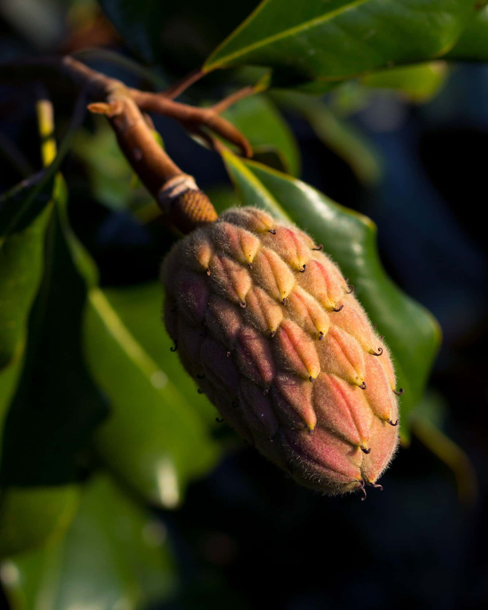 Bracken Brown Beauty Magnolia - Image 5