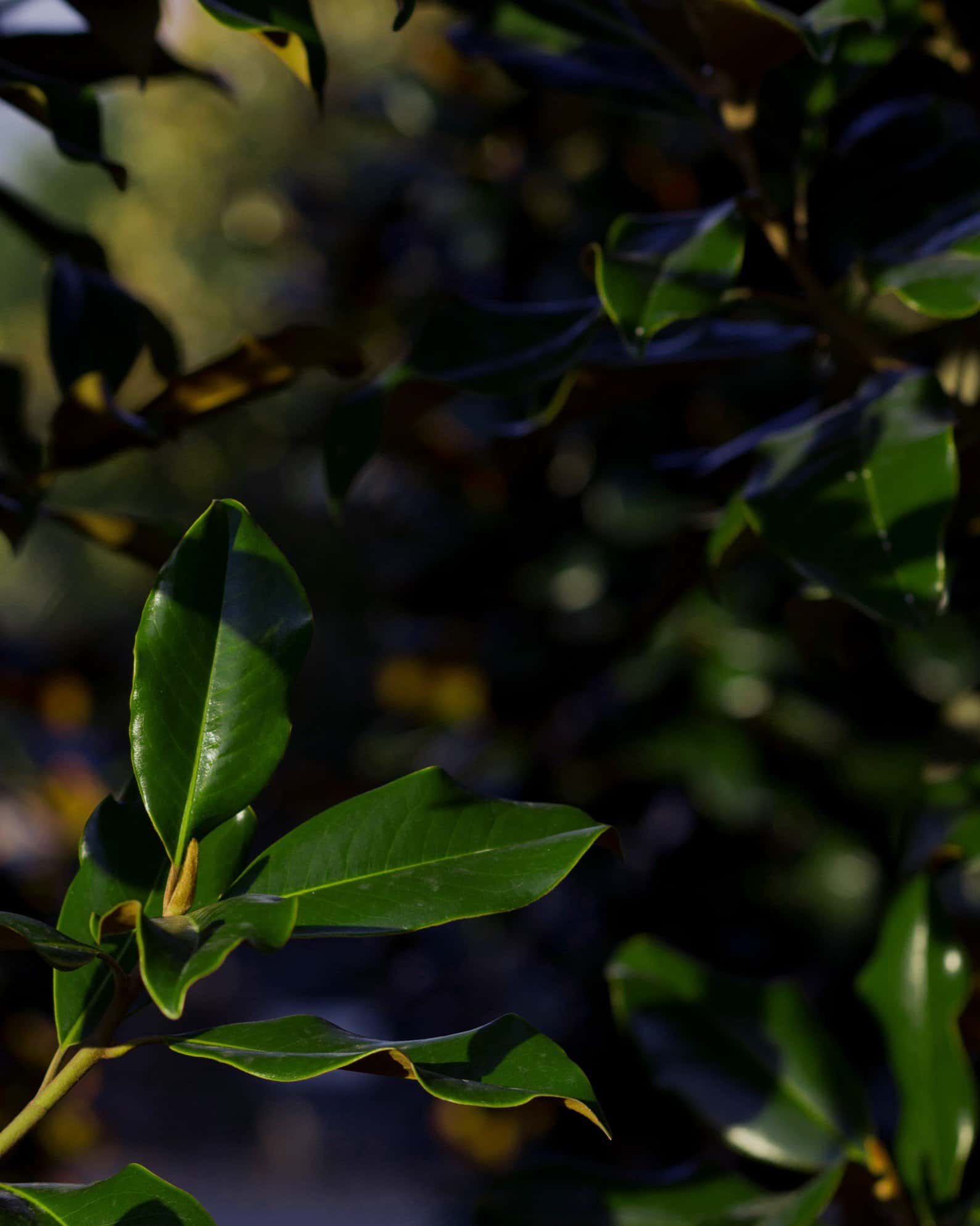 Bracken Brown Beauty Magnolia - Image 7