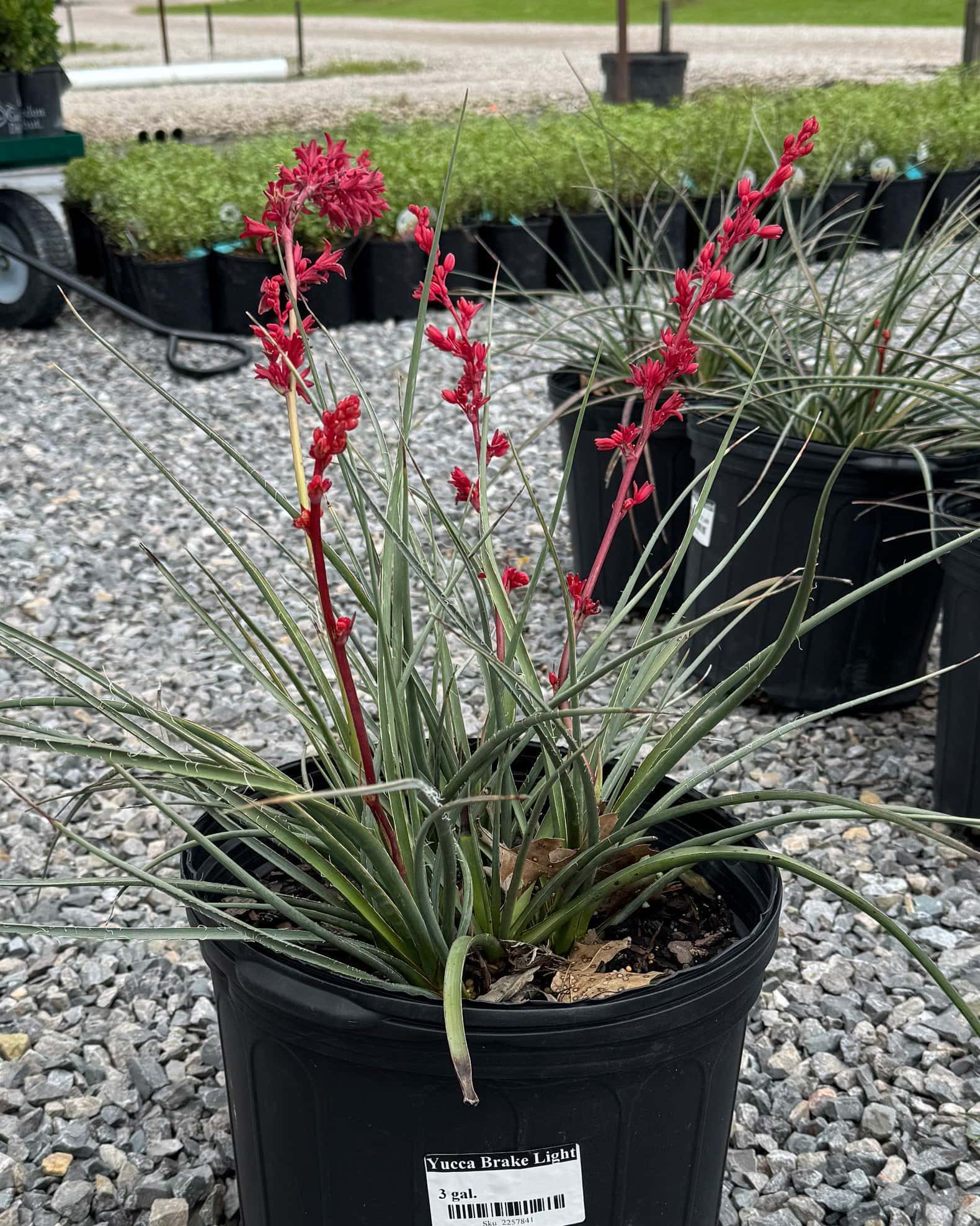 Brakelights Yucca - Image 5