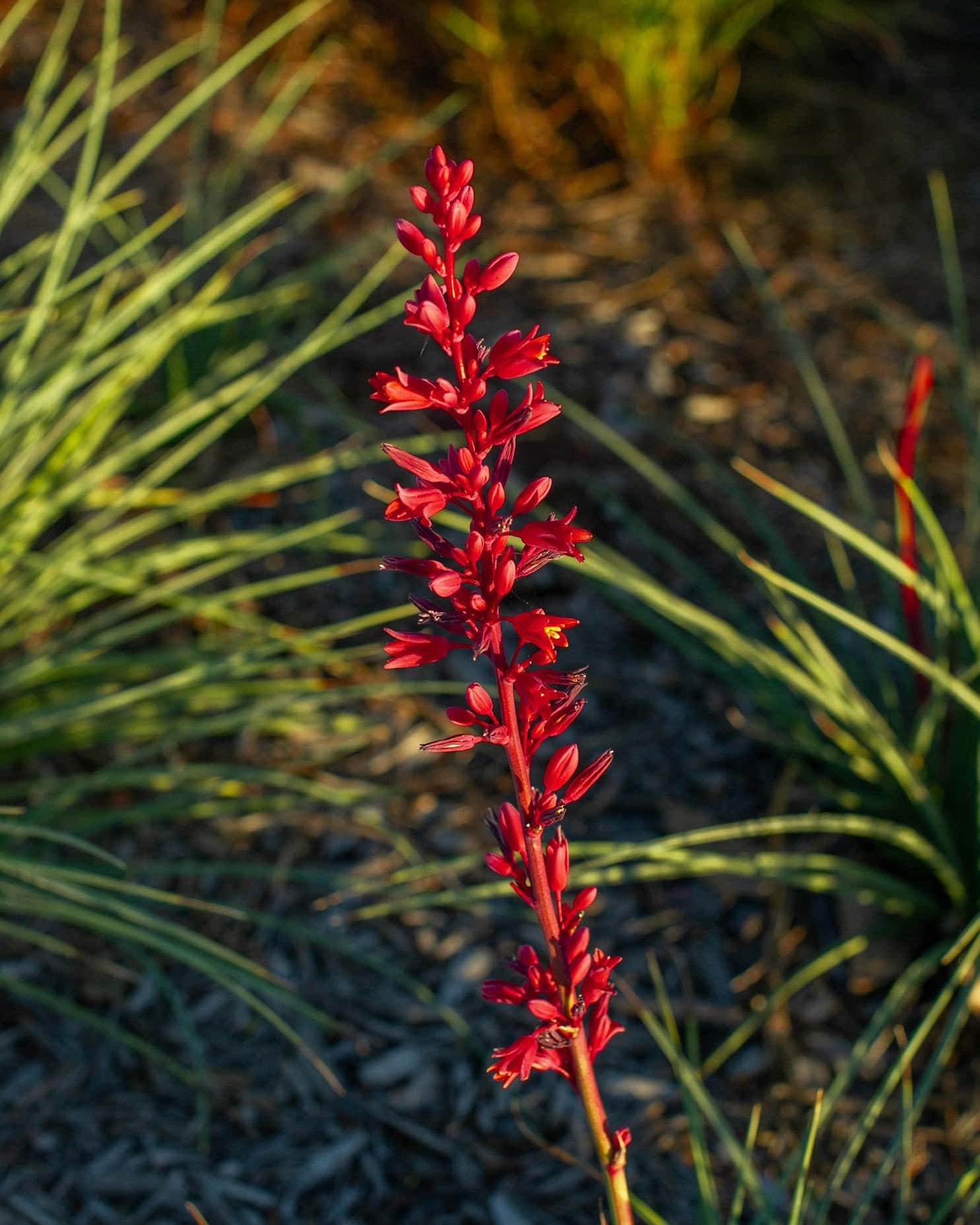 Brakelights Yucca - Image 6