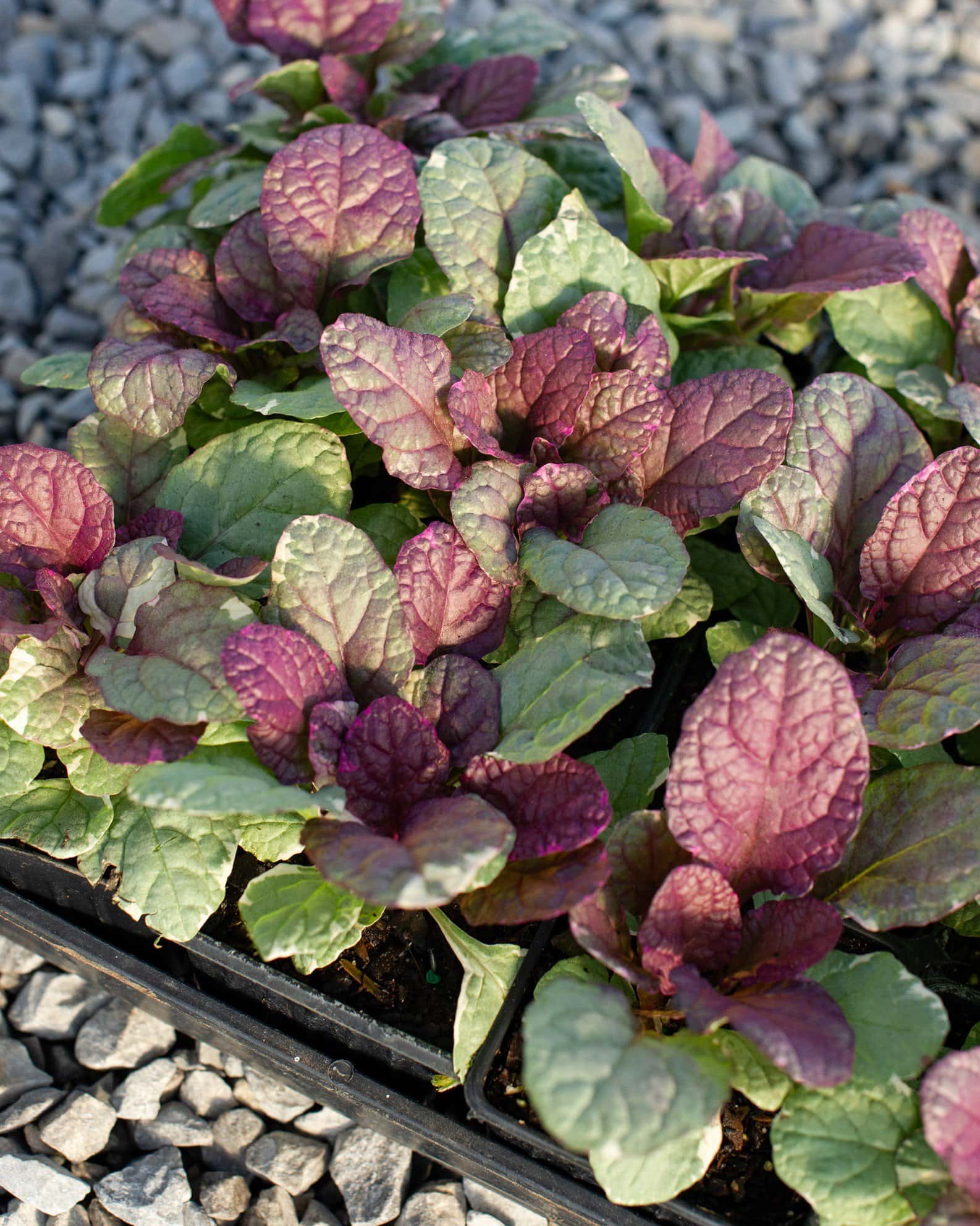 Burgundy Glow Ajuga - Image 3