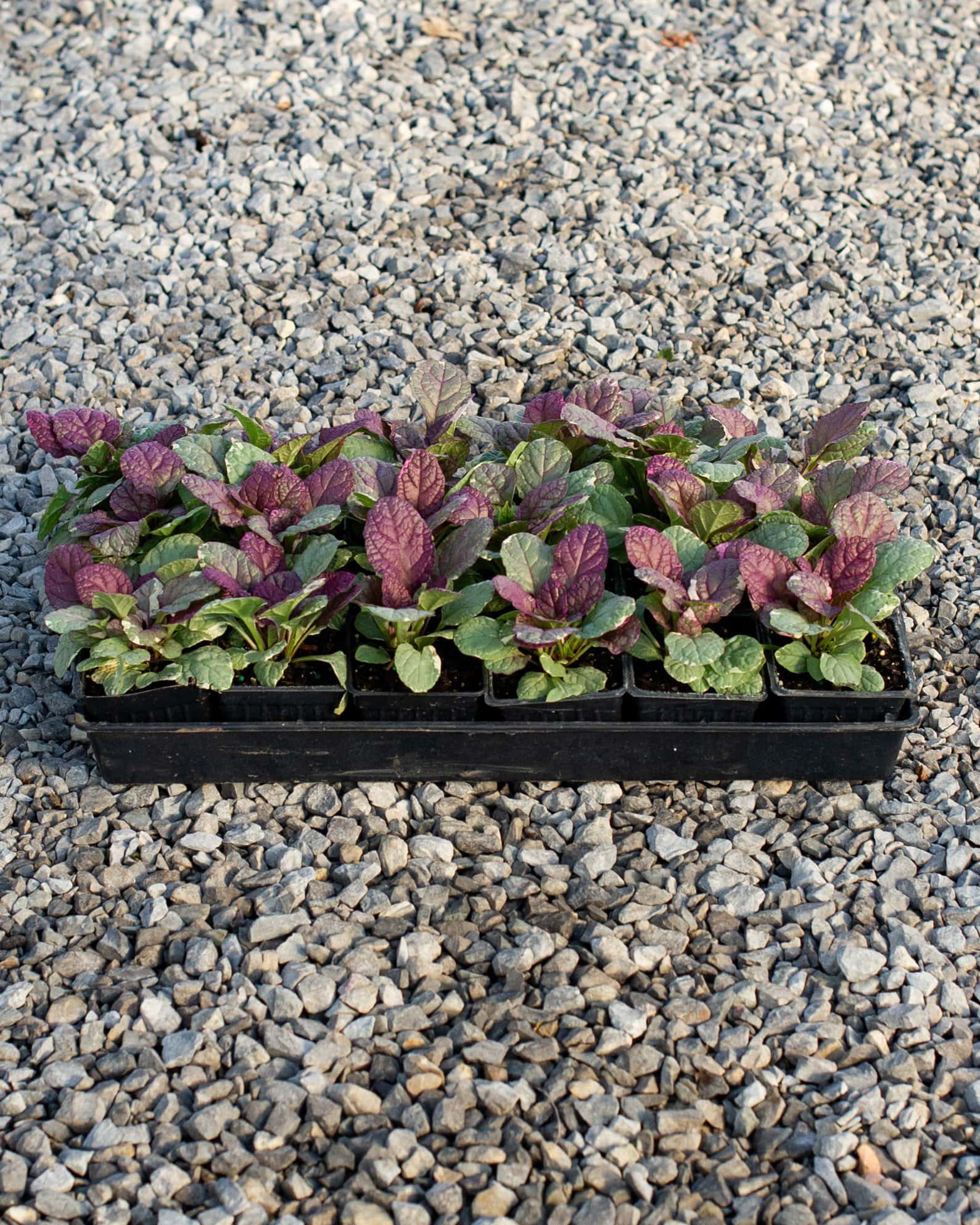 Burgundy Glow Ajuga - Image 4