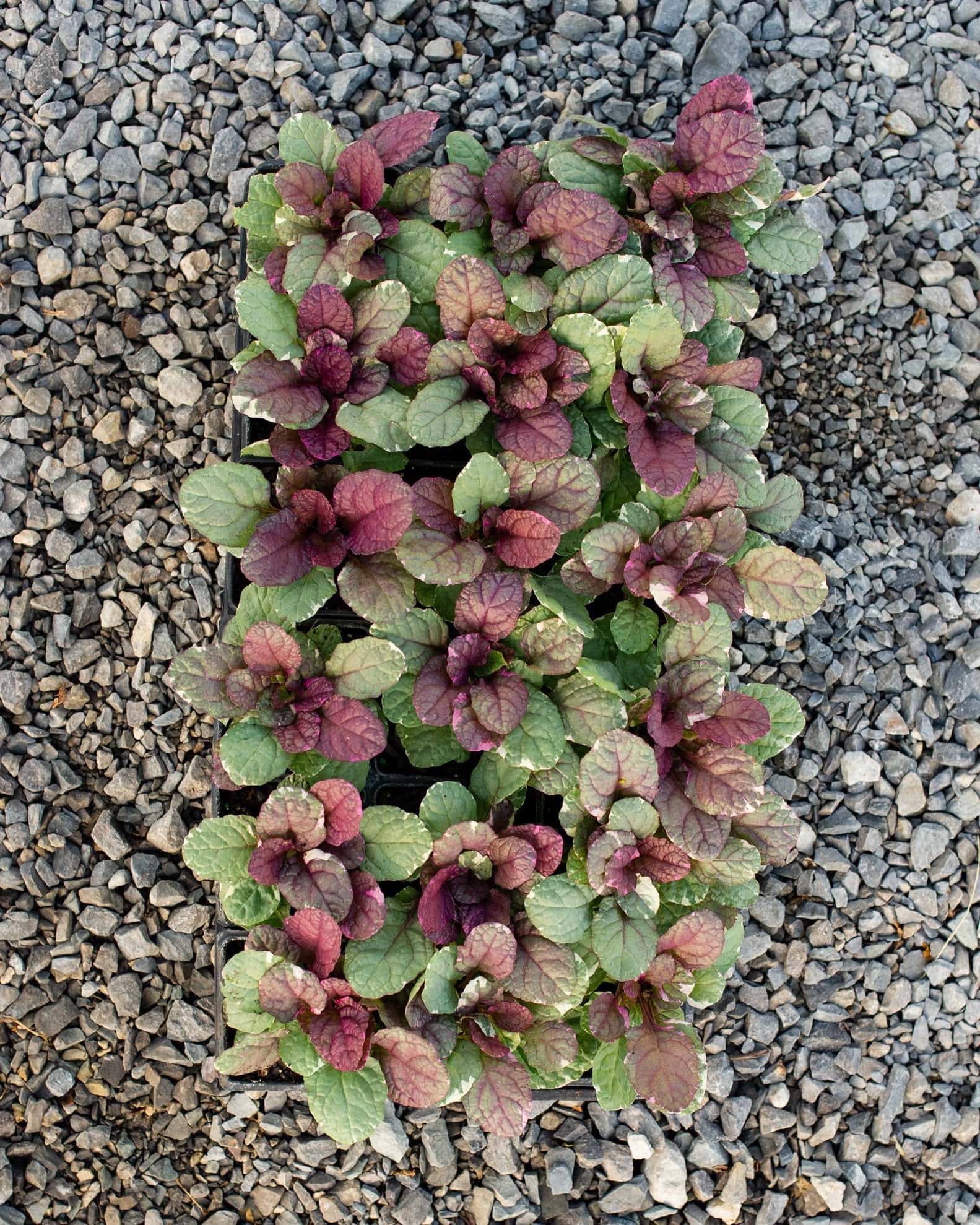 Burgundy Glow Ajuga - Image 7
