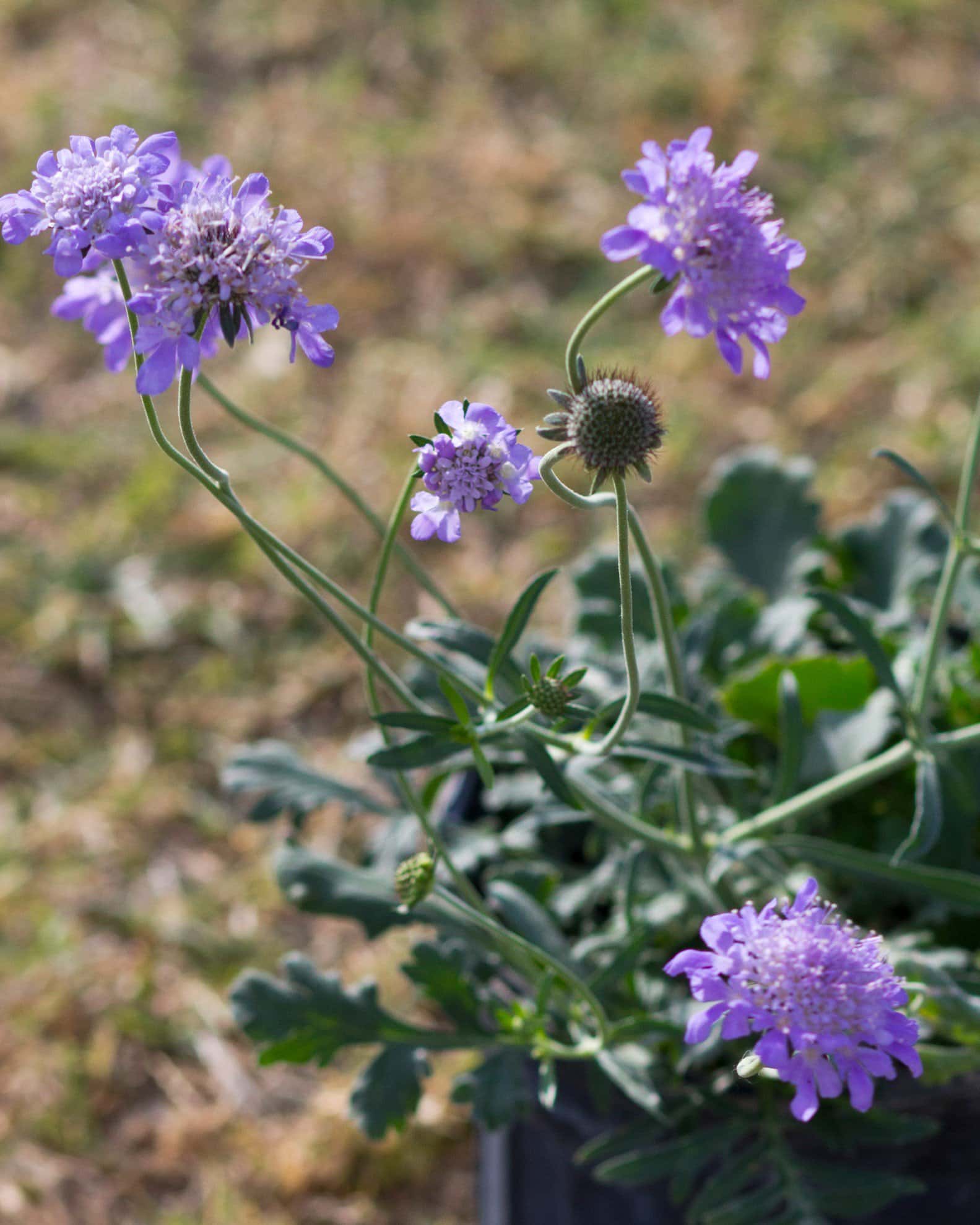 Butterfly Blue Scabiosa Pincushion - Image 1
