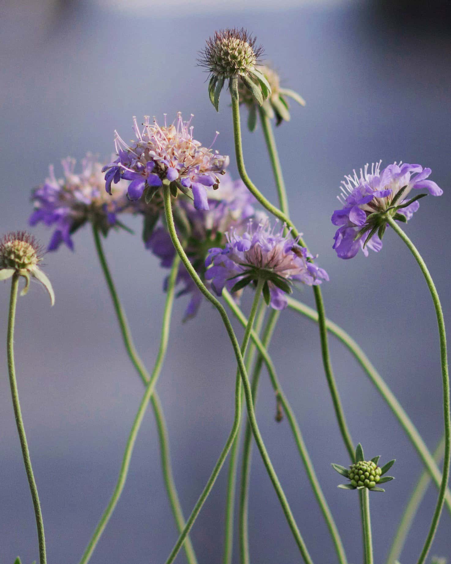 Butterfly Blue Scabiosa Pincushion - Image 3