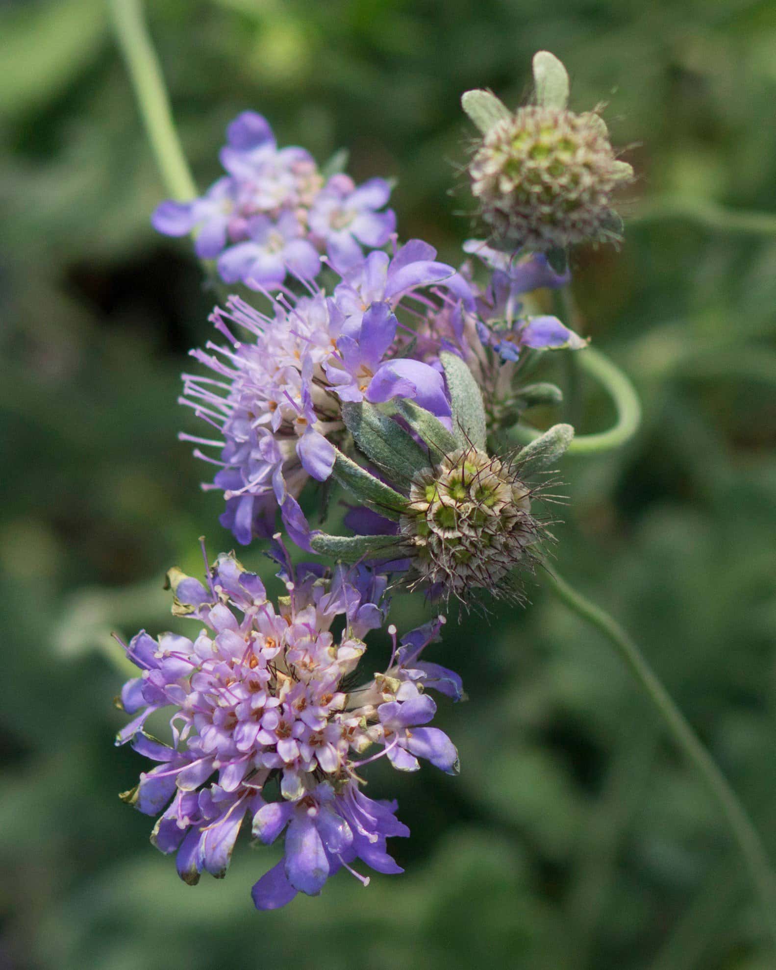 Butterfly Blue Scabiosa Pincushion - Image 4