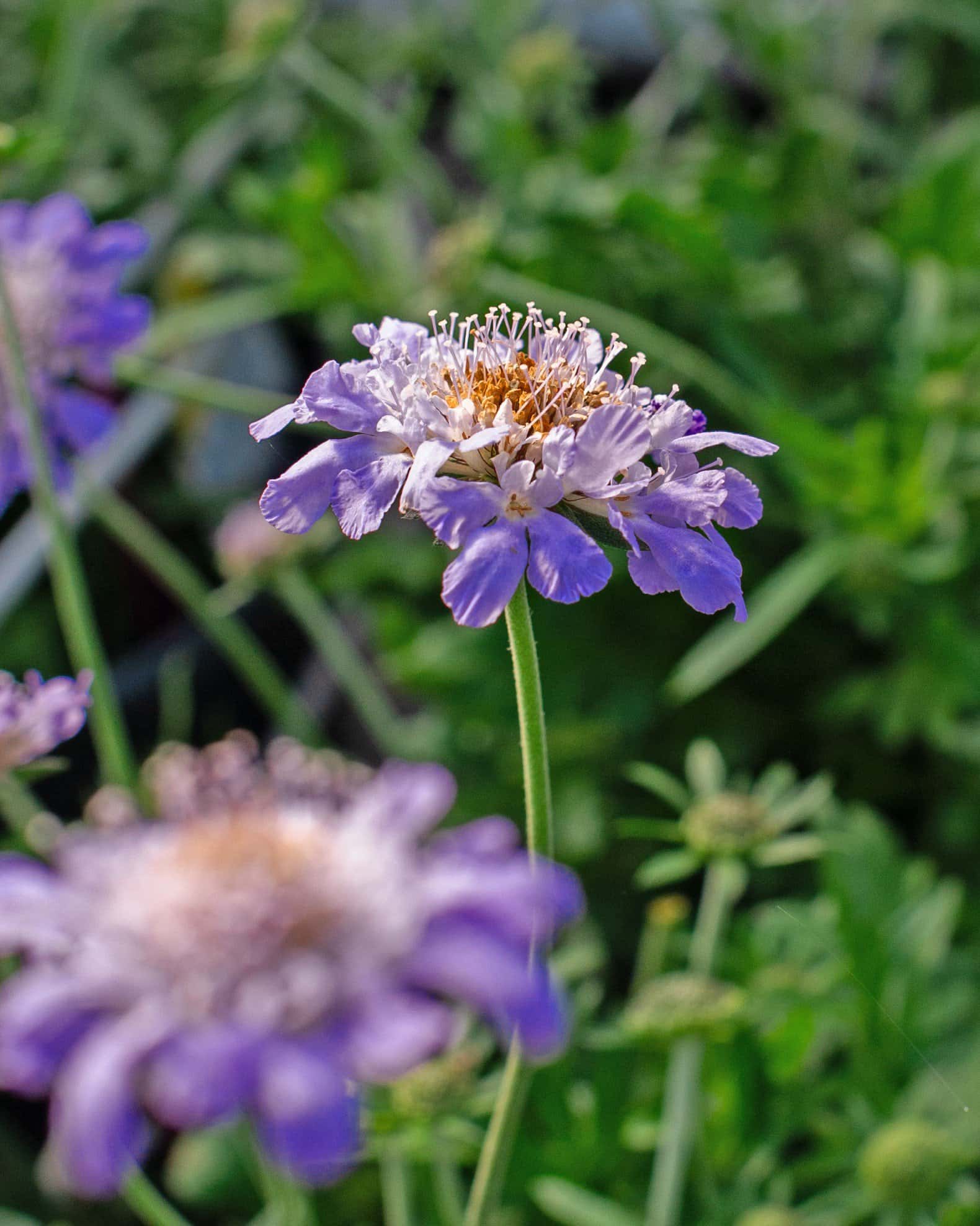 Butterfly Blue Scabiosa Pincushion - Image 5