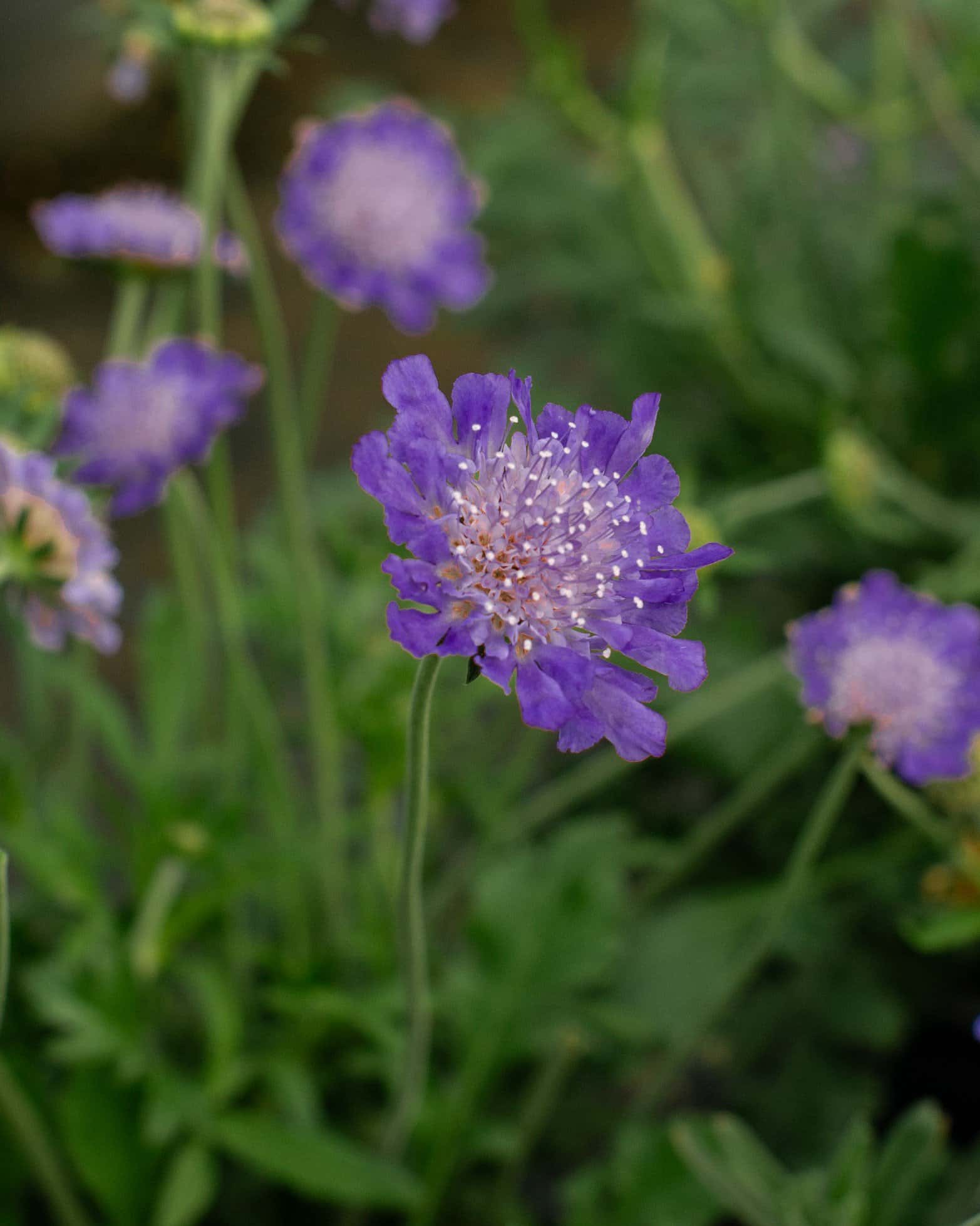 Butterfly Blue Scabiosa Pincushion - Image 6