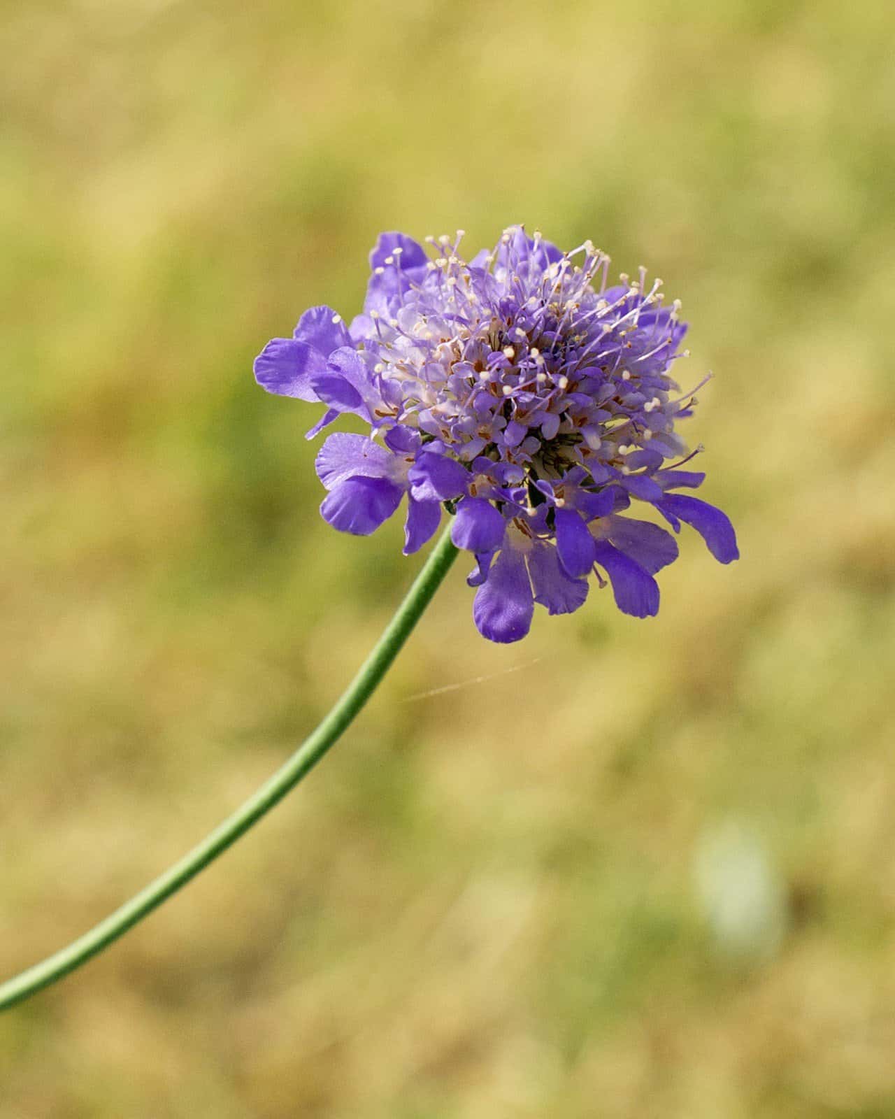 Butterfly Blue Scabiosa Pincushion - Image 7
